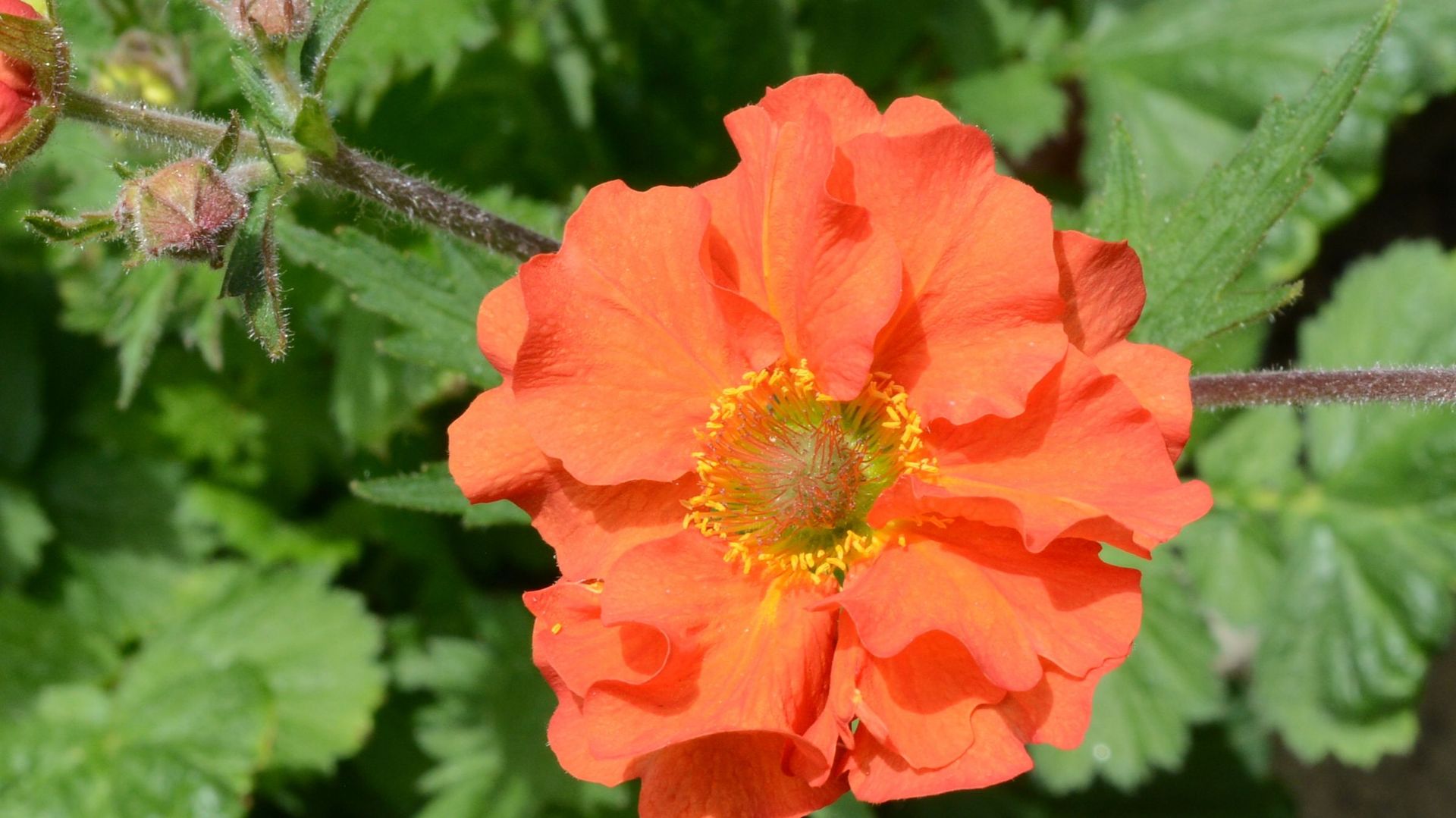 Selon les variétés, la hauteur de la hampe florale varie de 30 à 60 centimètres.