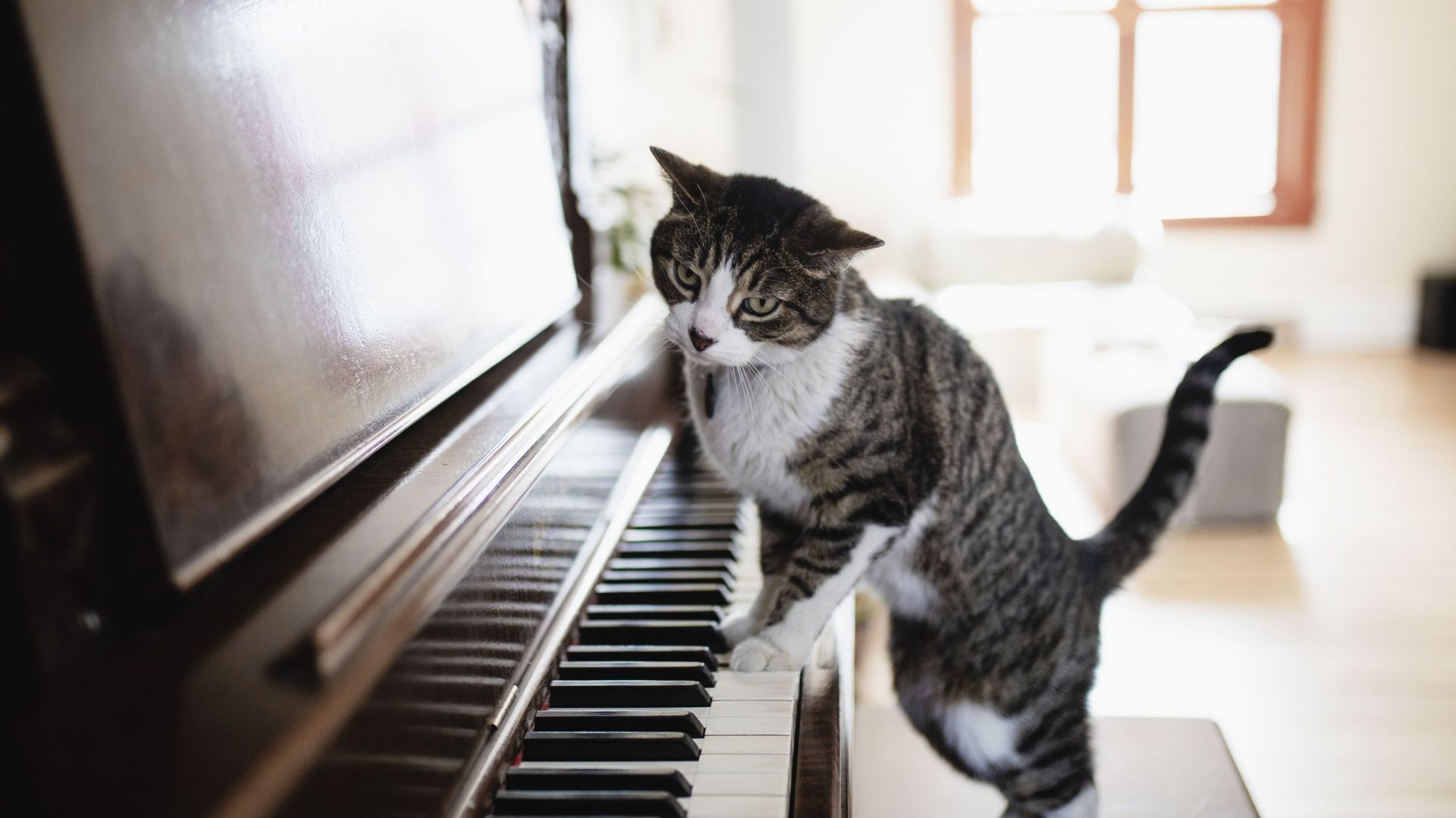 Tous les pianistes ne sont pas virtuoses et tous les voisins ne sont pas complaisants