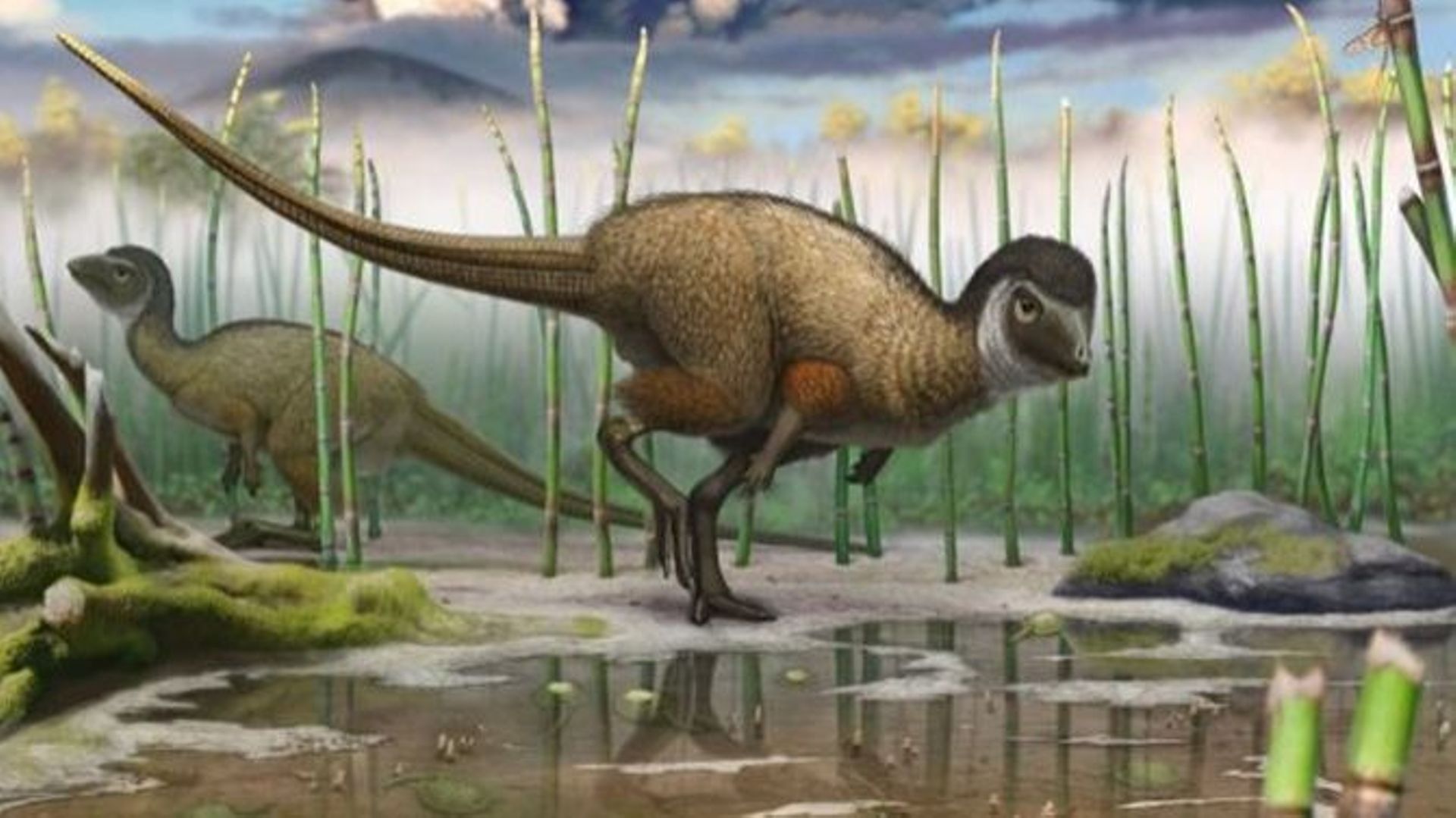 Kulindadromeus zabaikalicus, le petit dinosaure herbivore découvert récemment en Sibérie