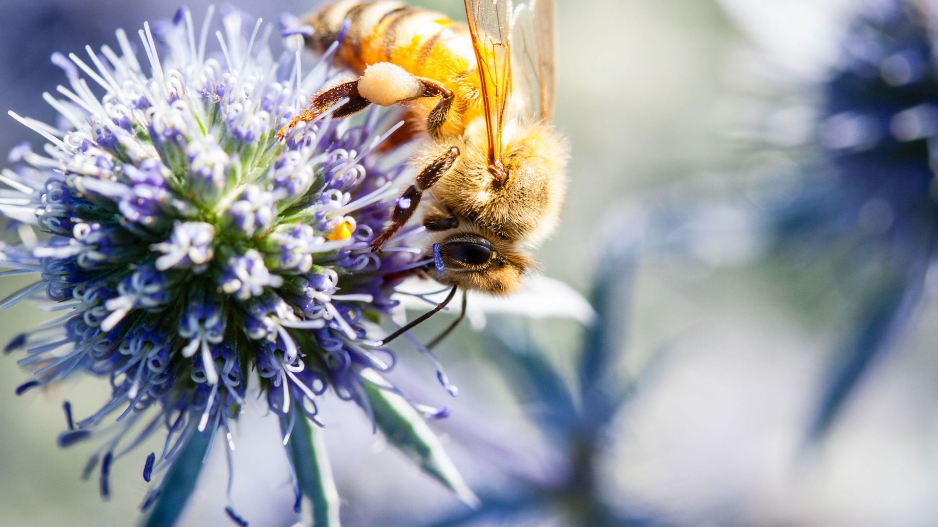 Bee foraging on a blue thistle