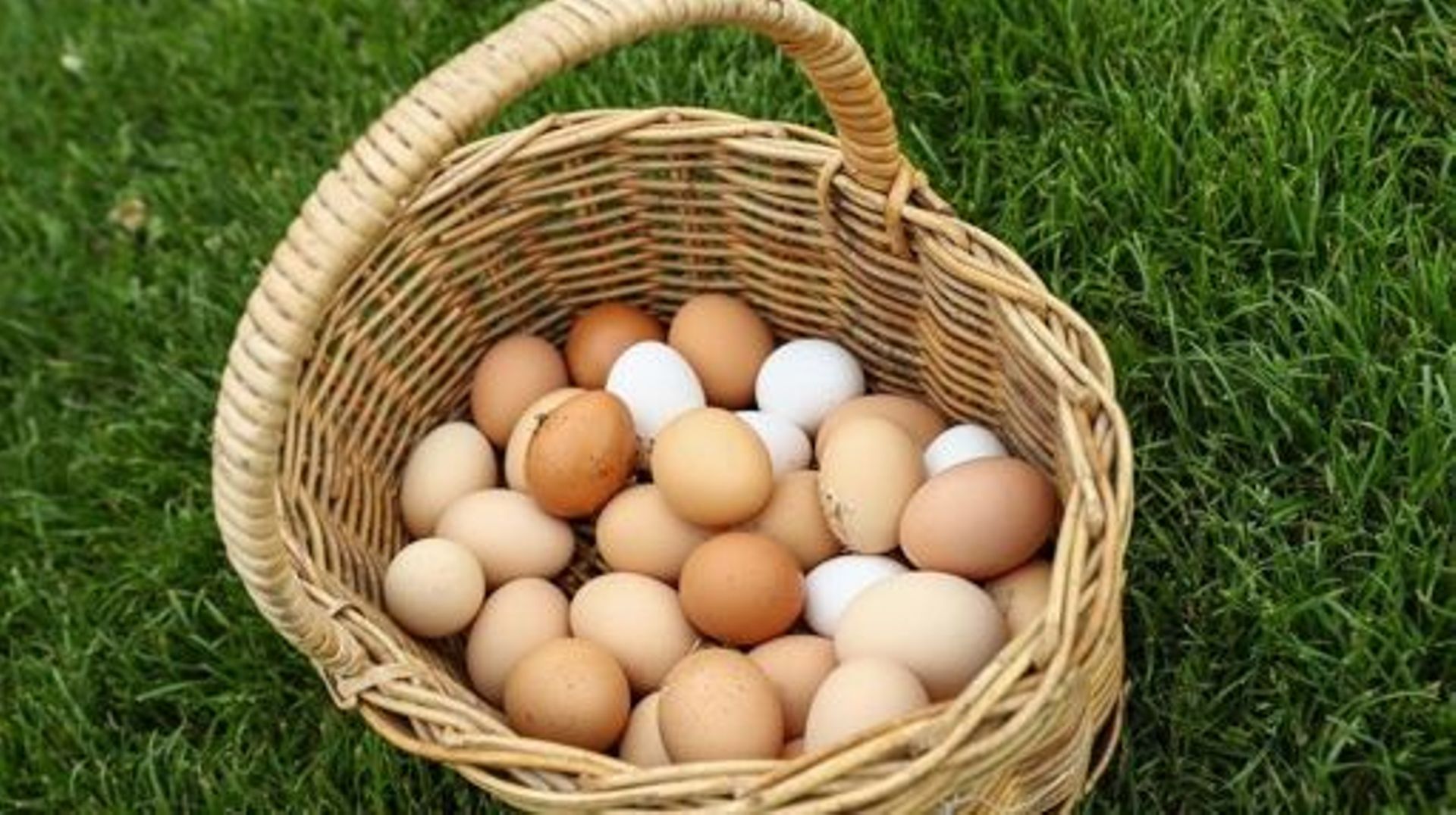 Un panier rempli d’œufs