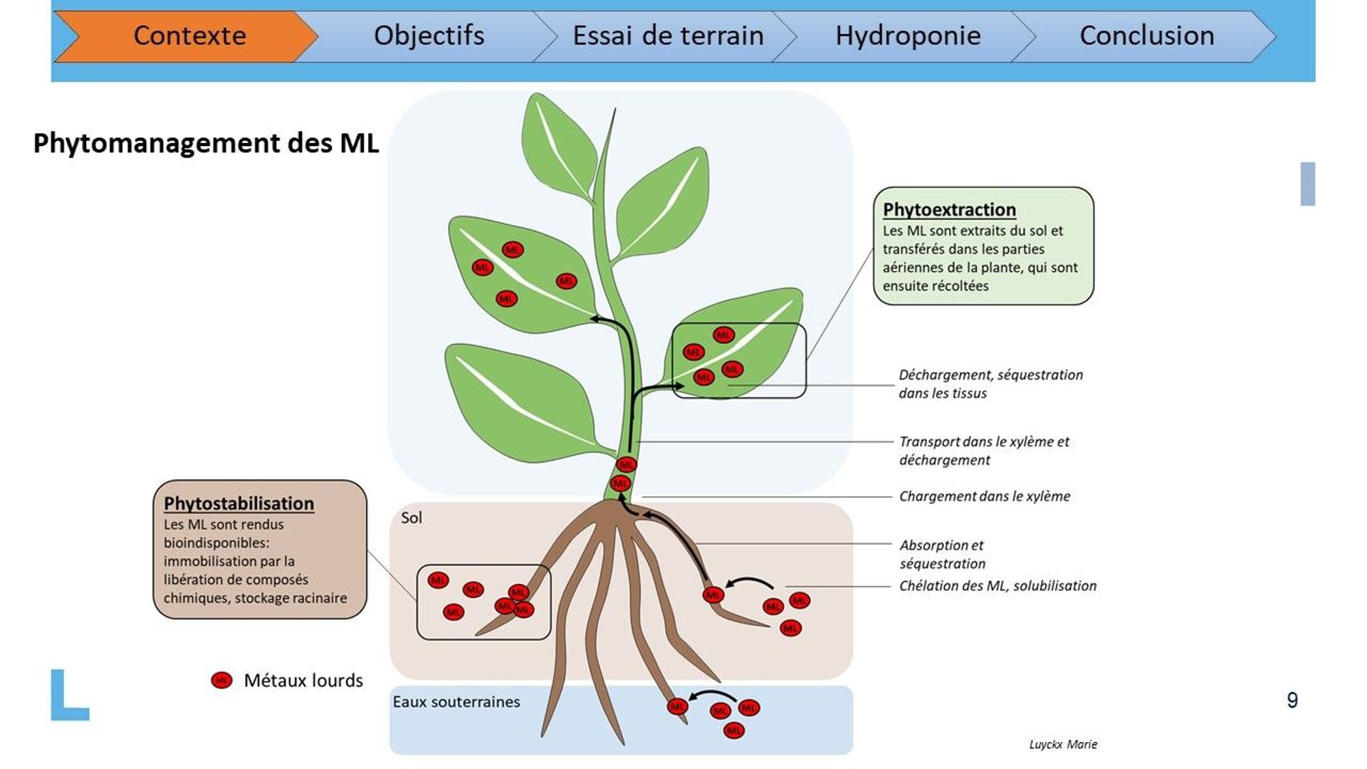 Fitogestión de metales pesados por la planta de cáñamo.