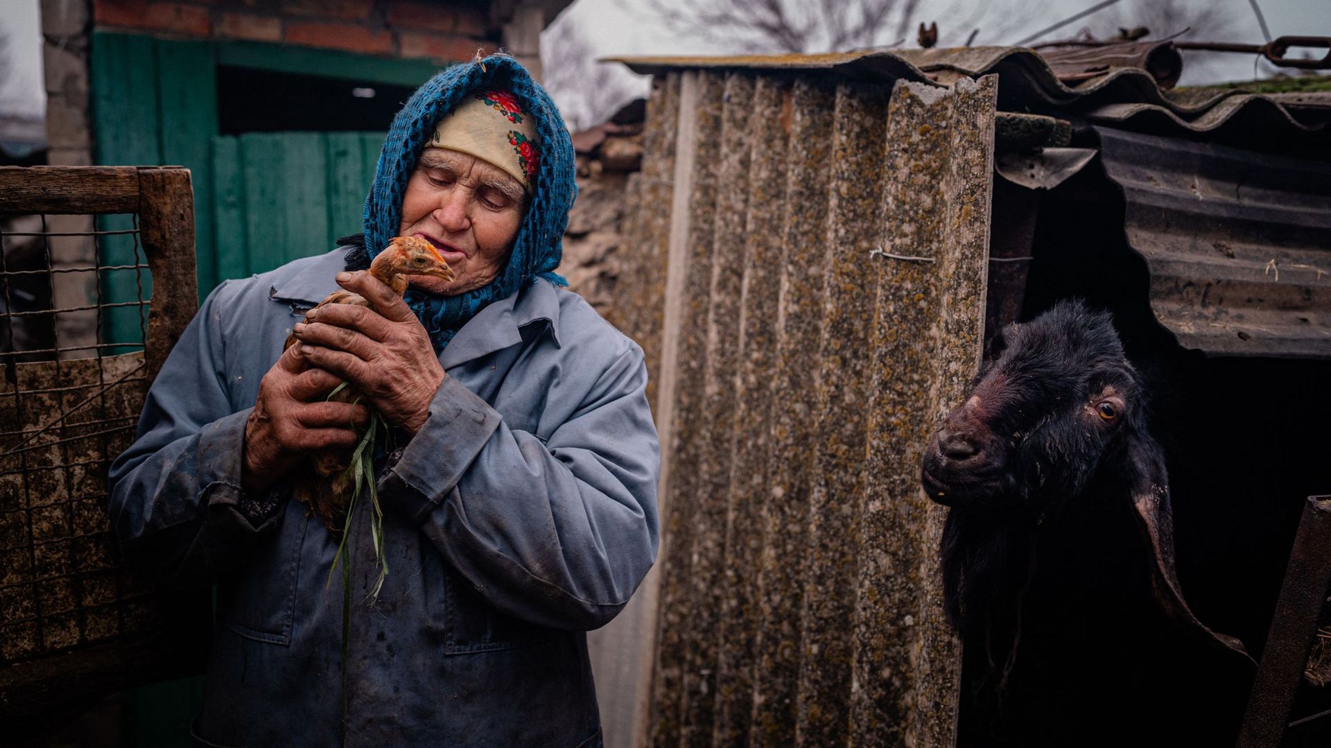 Une femme tient un poulet dans son jardin dans le village d'Oleksandrivka, dans la région de Kherson, le 23 décembre 2022, en pleine invasion de l'Ukraine par la Russie.   