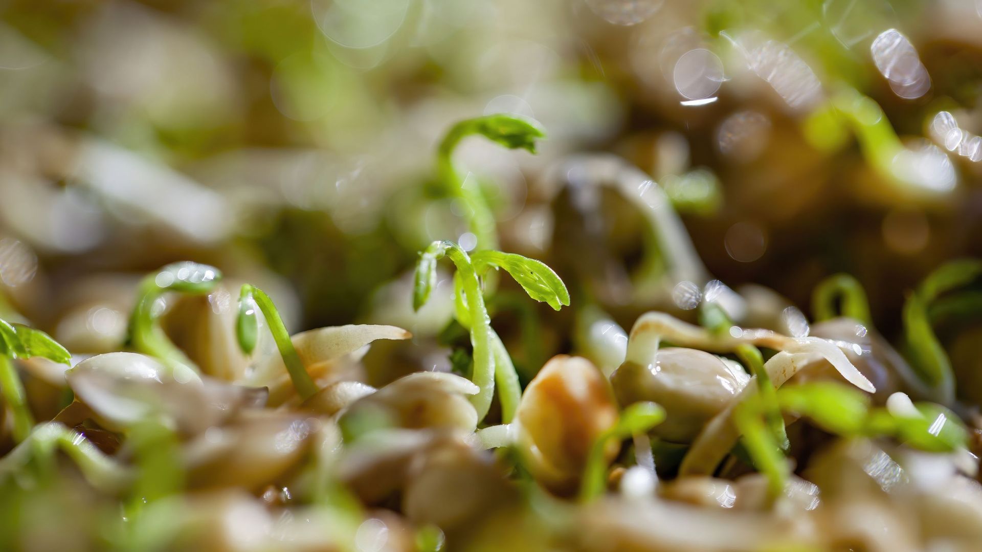 Pour éviter la germination des graines, stockez-les au sec, à l’abri de la lumière et de l’humidité