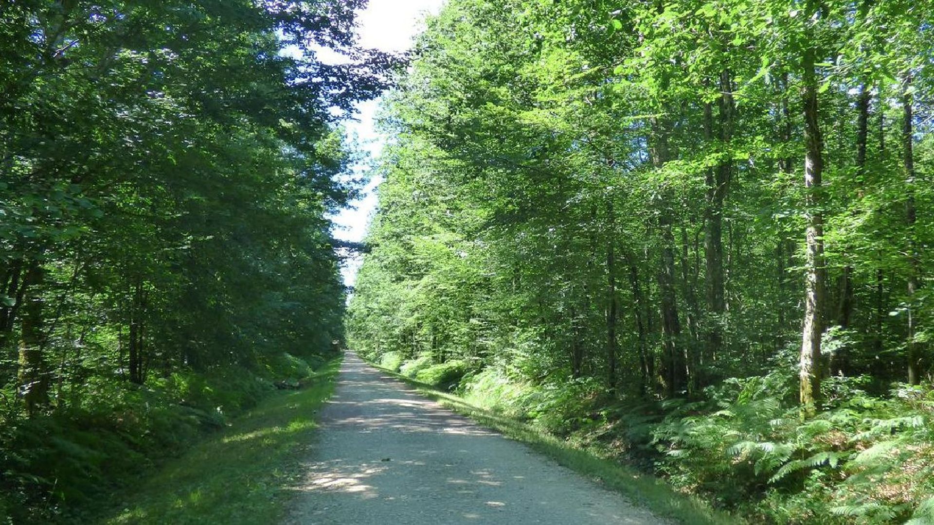 La forêt des Bertranges, un joyau naturel au cœur de la Bourgogne.