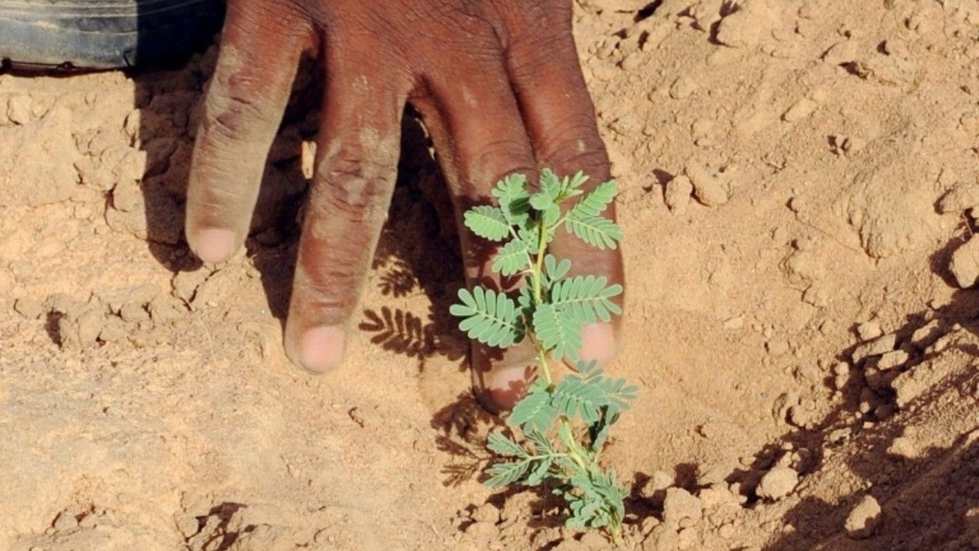 Plus d'arbres que prévu au Sahara et au Sahel, selon une étude.