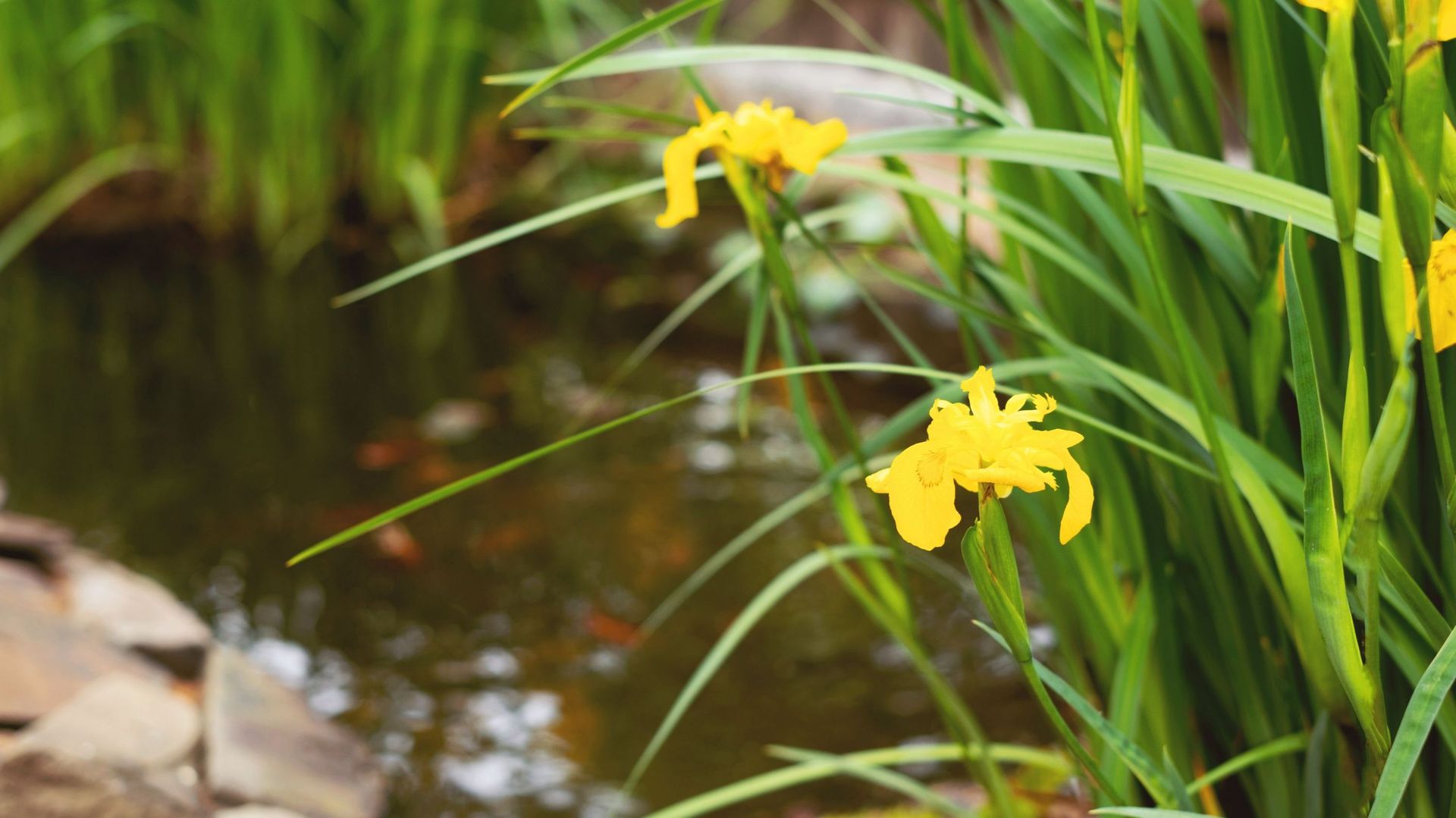 L’iris jaune des marais est utile pour l’épuration de l’eau d’une mare.