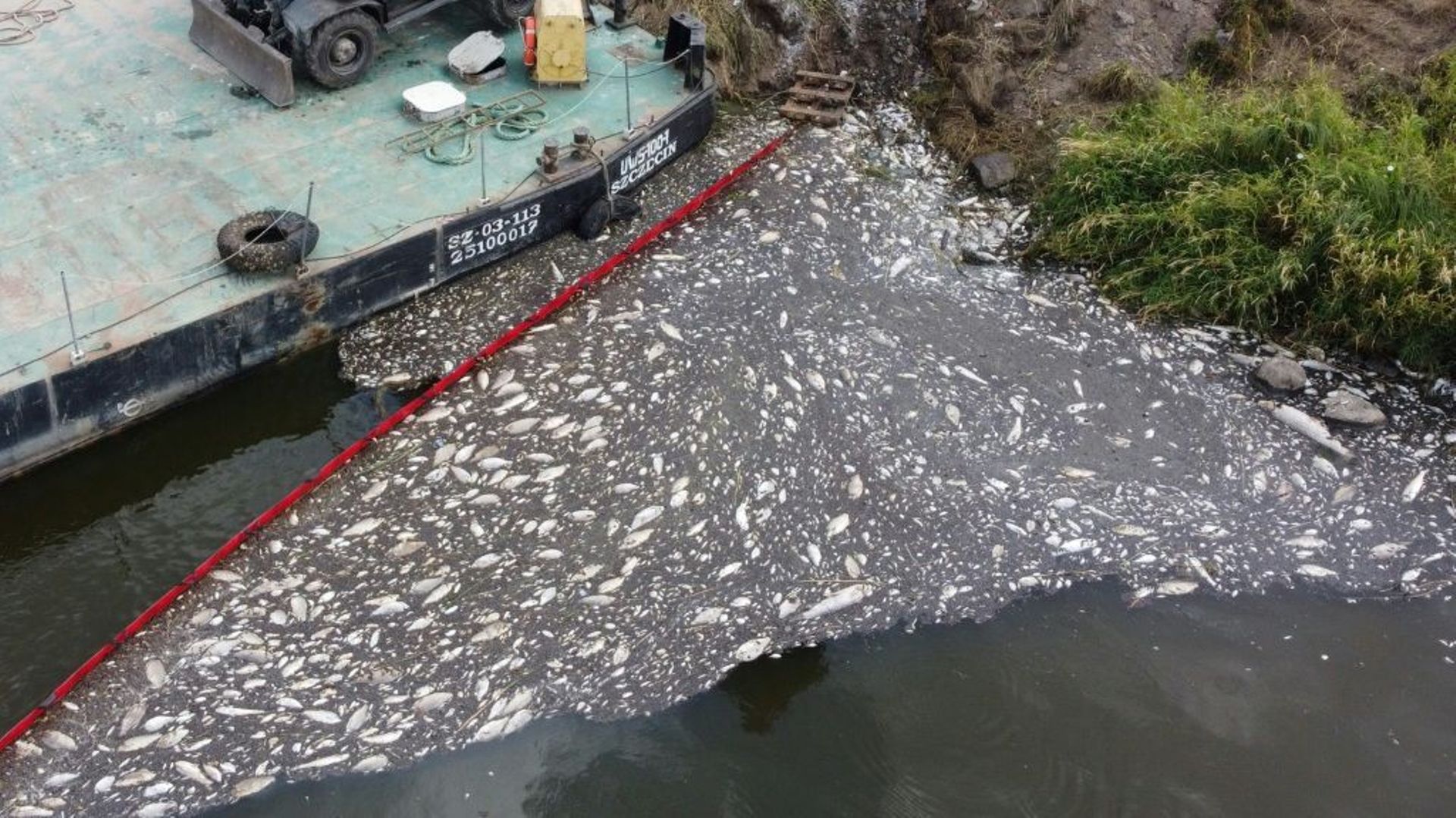 Des dizaines de tonnes de poissons morts dans l'Oder, à Krajnik Dolny, dans le nord-ouest de la Pologne, le 15 août 2022