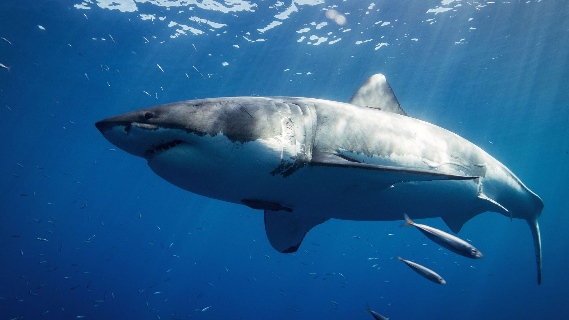 Au large de la côte est américaine, les requins blancs de plus en plus nombreux.