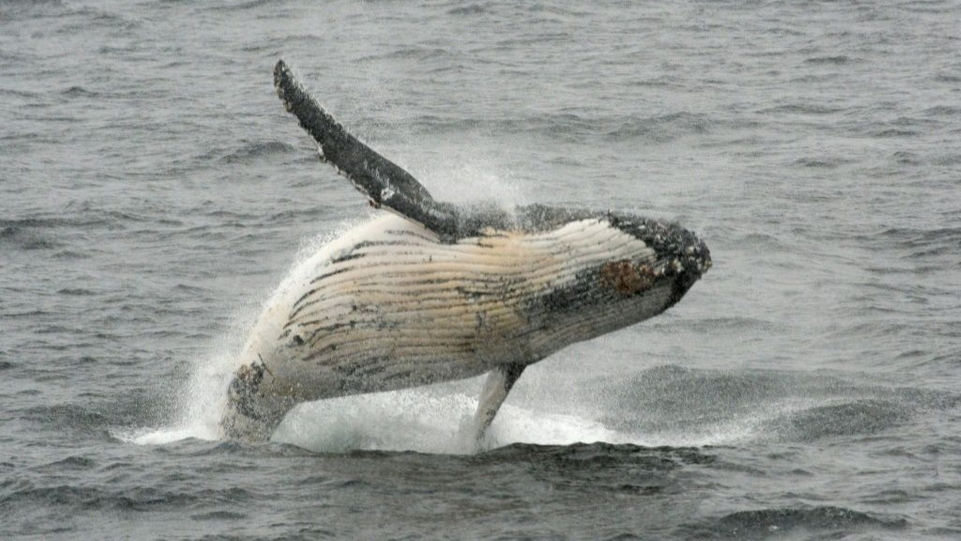 A la saison des amours, le chant des baleines s'est tu et c'est bon signe.