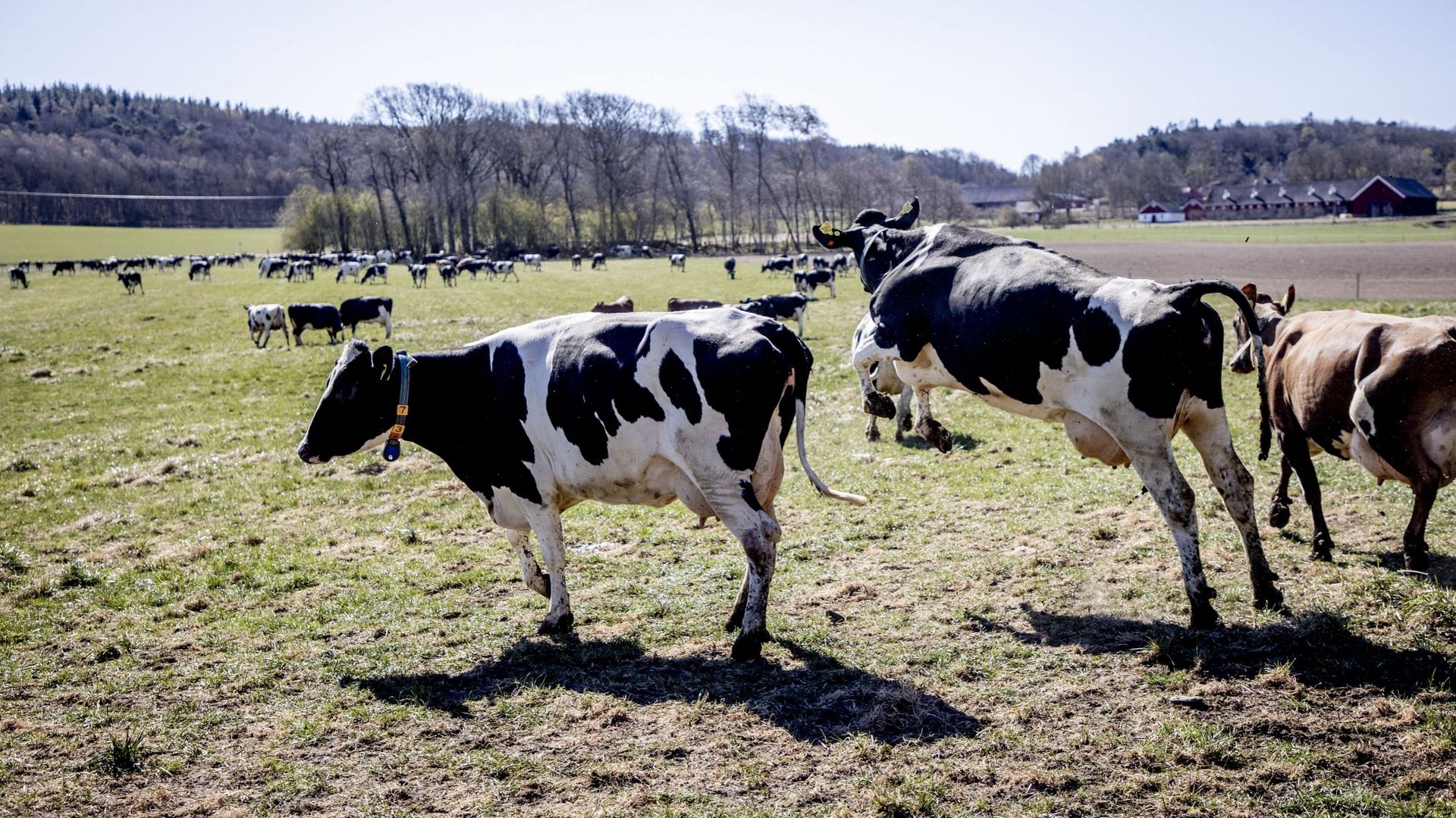 Une vache saute dans le champ pendant la libération de la vache, pour paître dans les champs après avoir passé les six mois d'hiver à l'intérieur, à la ferme Berte Gard en dehors de Falkenberg