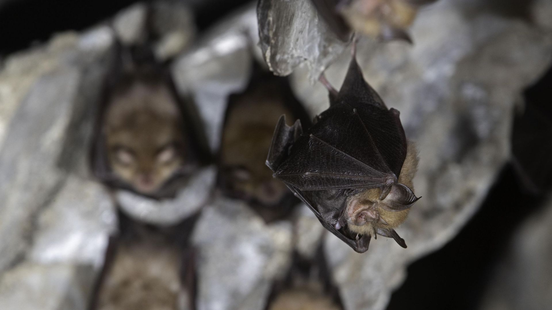 Sous les ailes de la nuit : rencontrer les chauves-souris pour mieux les comprendre
