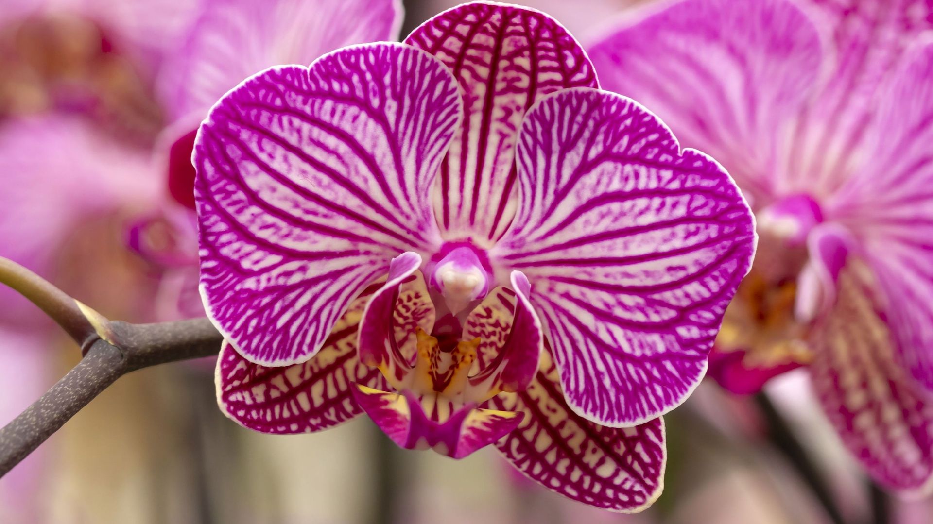 On compte près de 25.000 espèces d’orchidées à travers le monde.