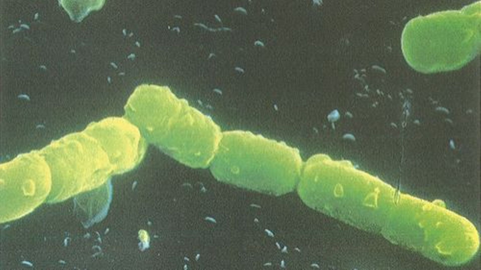 Une bactérie