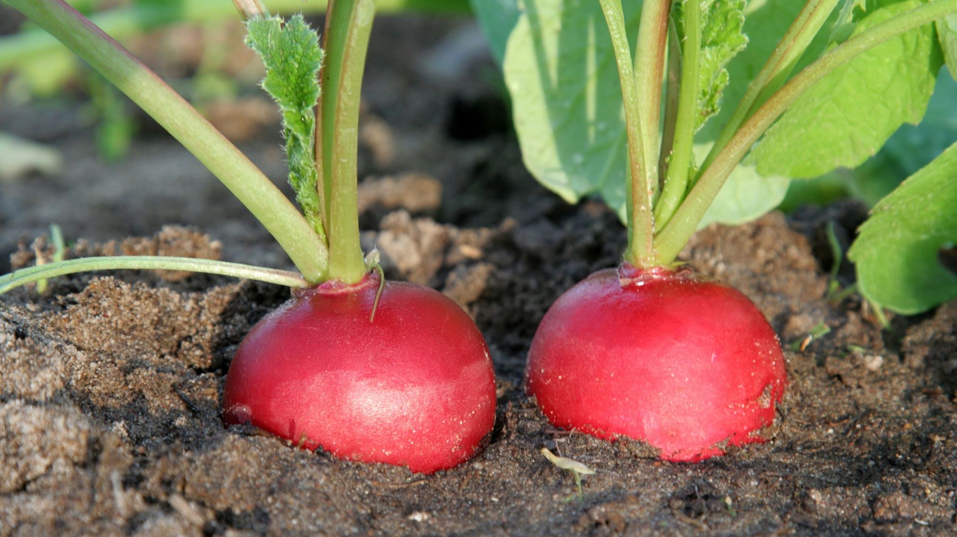 Les radis se crevassent quand ils vieillissent. L'idéal est de semer peu, mais souvent. Un semis d'une pincée de graines chaque semaine ou tous les 15 jours permet de toujours récolter des radis bien frais. Une bonne variété : 'Flamboyant'.