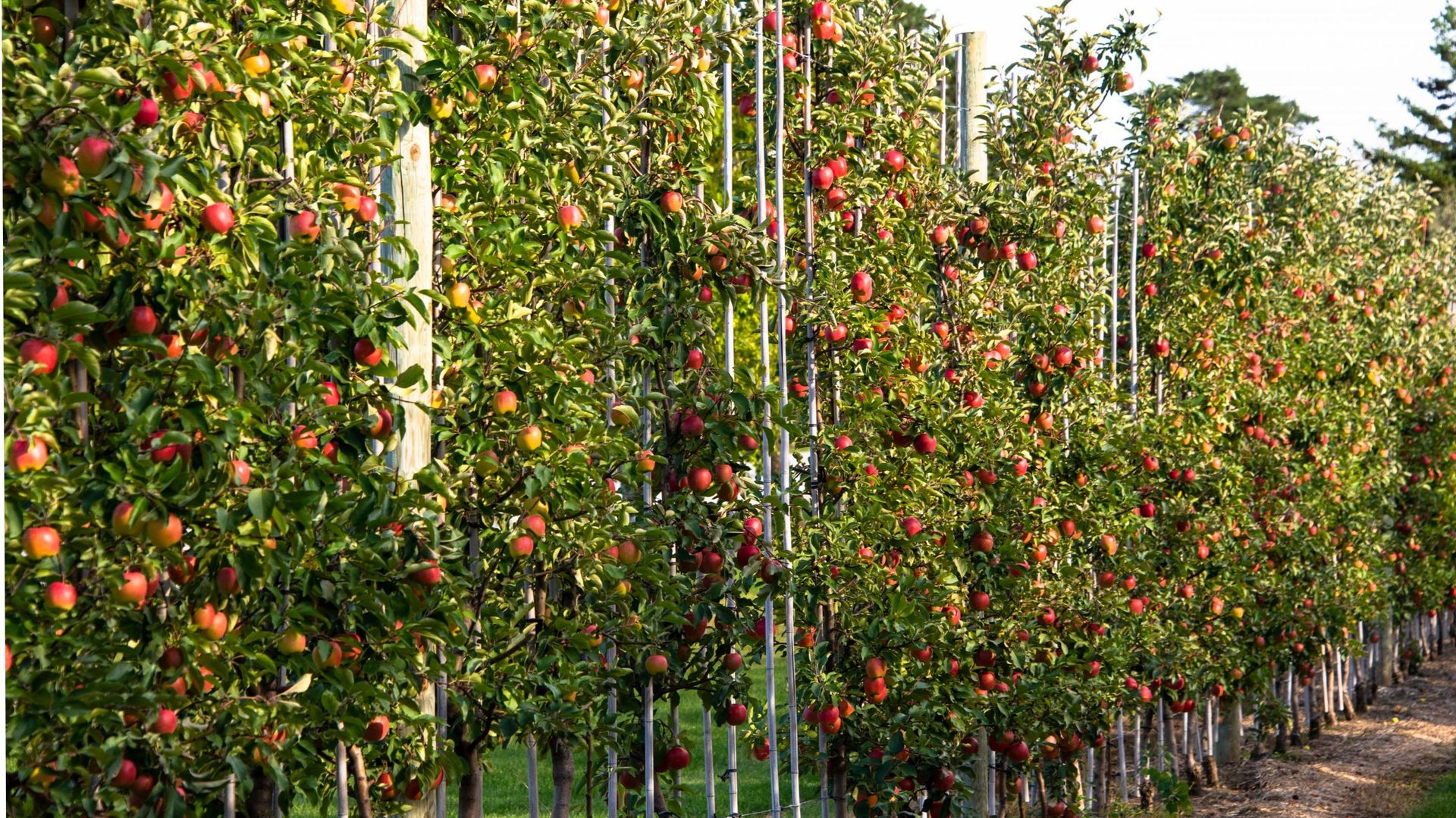 David Clarinval déclare le secteur de l’arboriculture fruitière en crise