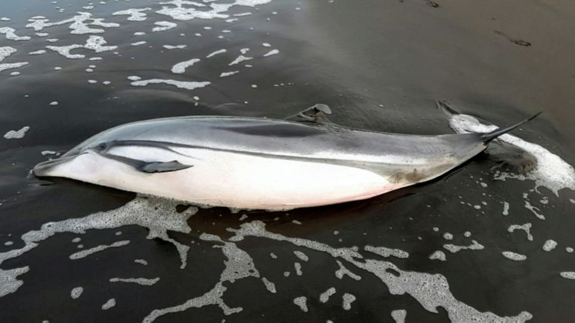 Photo d’un dauphin mort fournie par les autorités guatémaltèques le 23 juin 2022