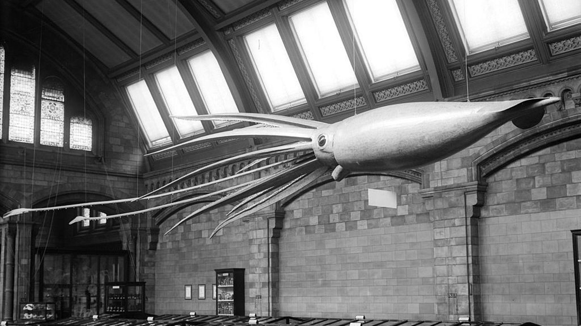 Un magnifique spécimen naturalisé d’architeuthis dux est exposé au musée d’histoire naturelle de Paris.