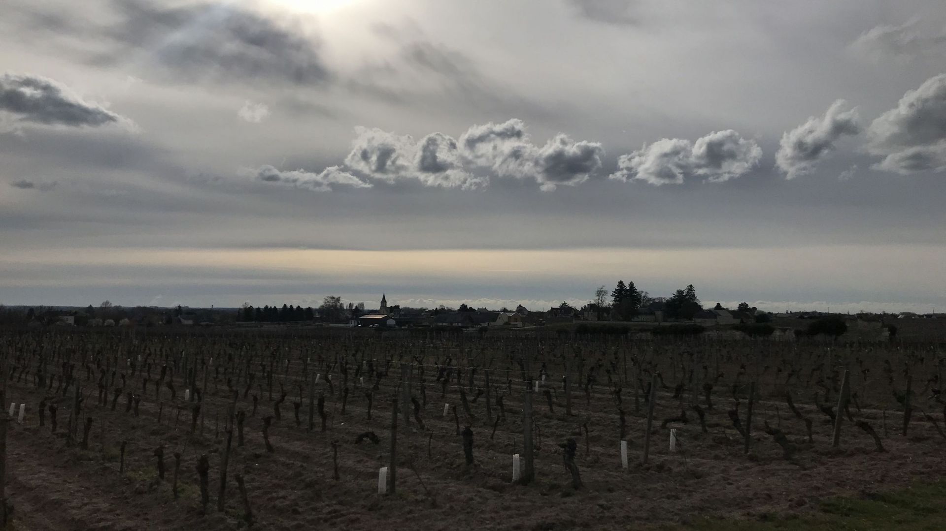 Vignoble de Touraine, près de Bourgueil