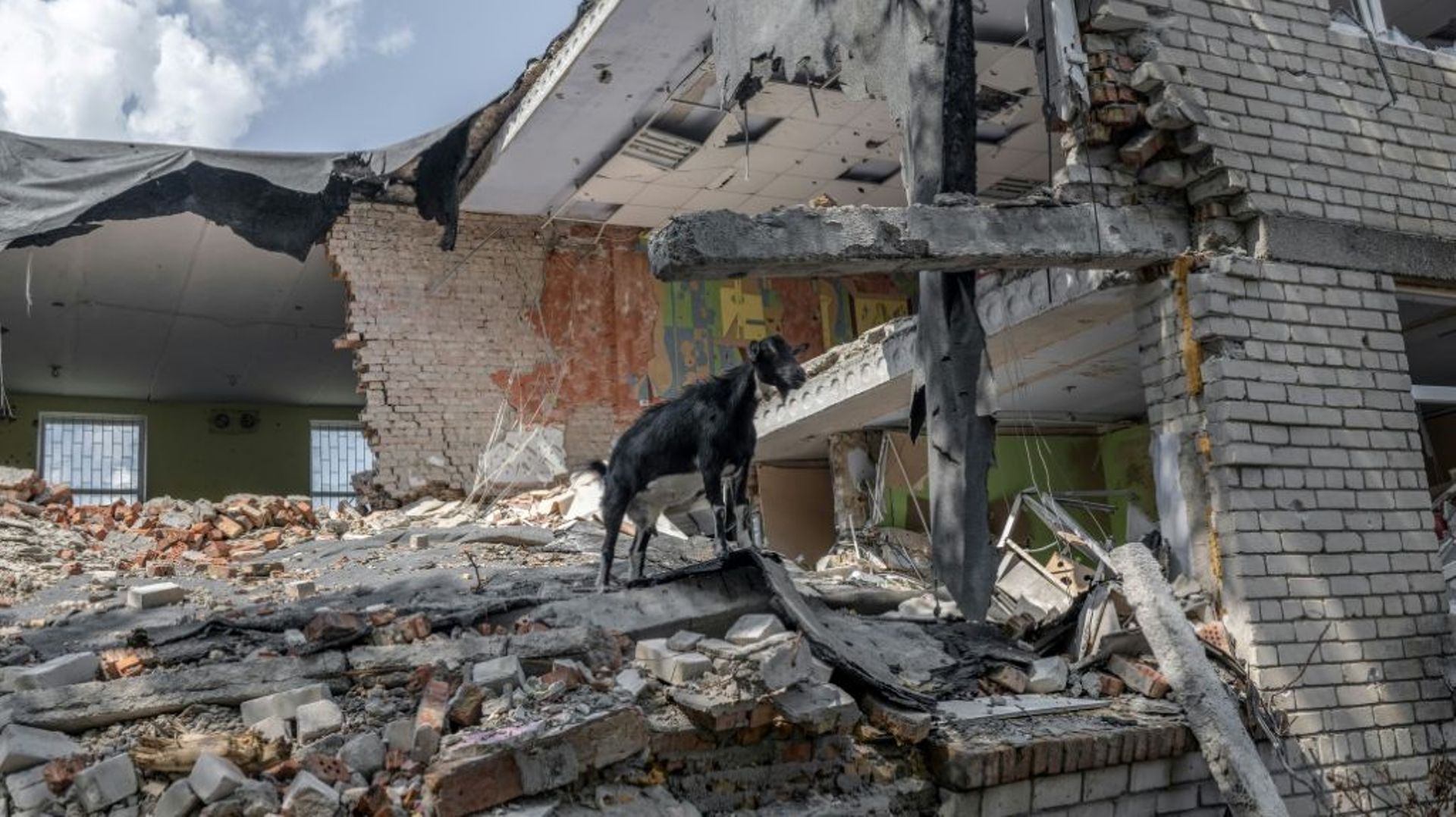 Une chèvre dans un bâtiment détruit par une frappe russe, à Mykolaïv, le 20 août 2022