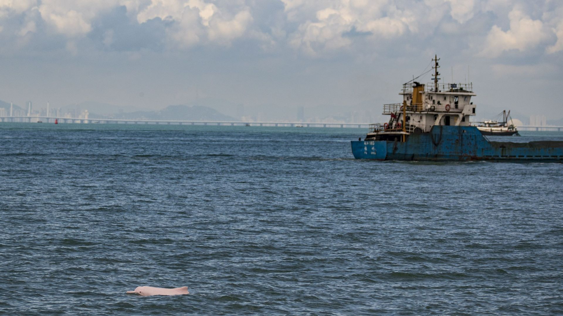 A Hong Kong, les dauphins roses de retour grâce à la baisse du trafic maritime