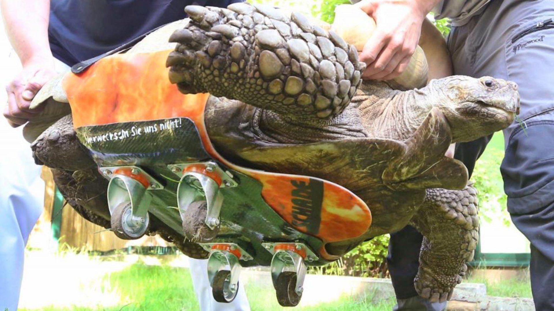 Helmuth, une tortue du zoo de Gelsenkirchen qui souffre d’arthrite, se déplace grâce à des roues de skateboard.