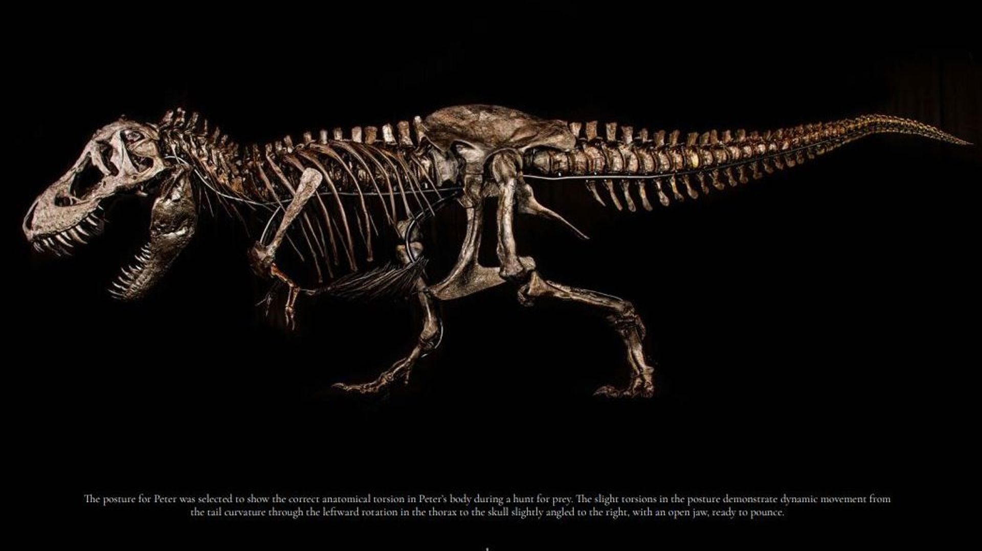 Peter, le T-Rex présent au musée d’Auckland
