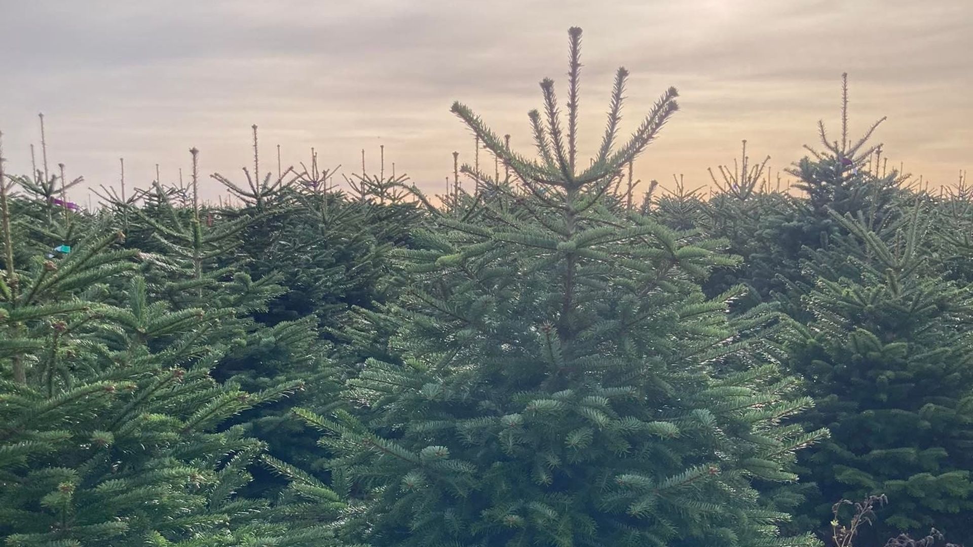 sapinchezsoi.be et ses sapins 100% Ardennes belges