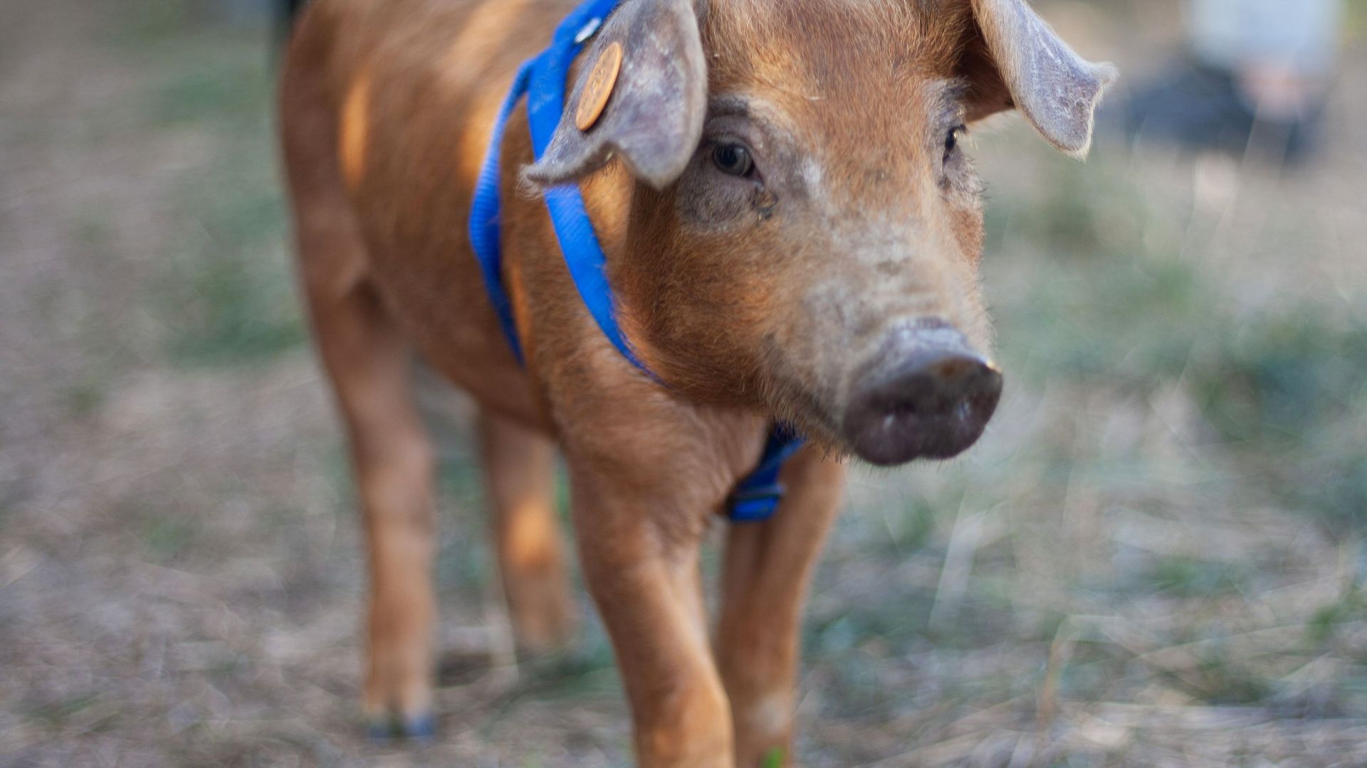 Barback, le petit cochon rescapé par une influenceuse, a rejoint un sanctuaire pour animaux 