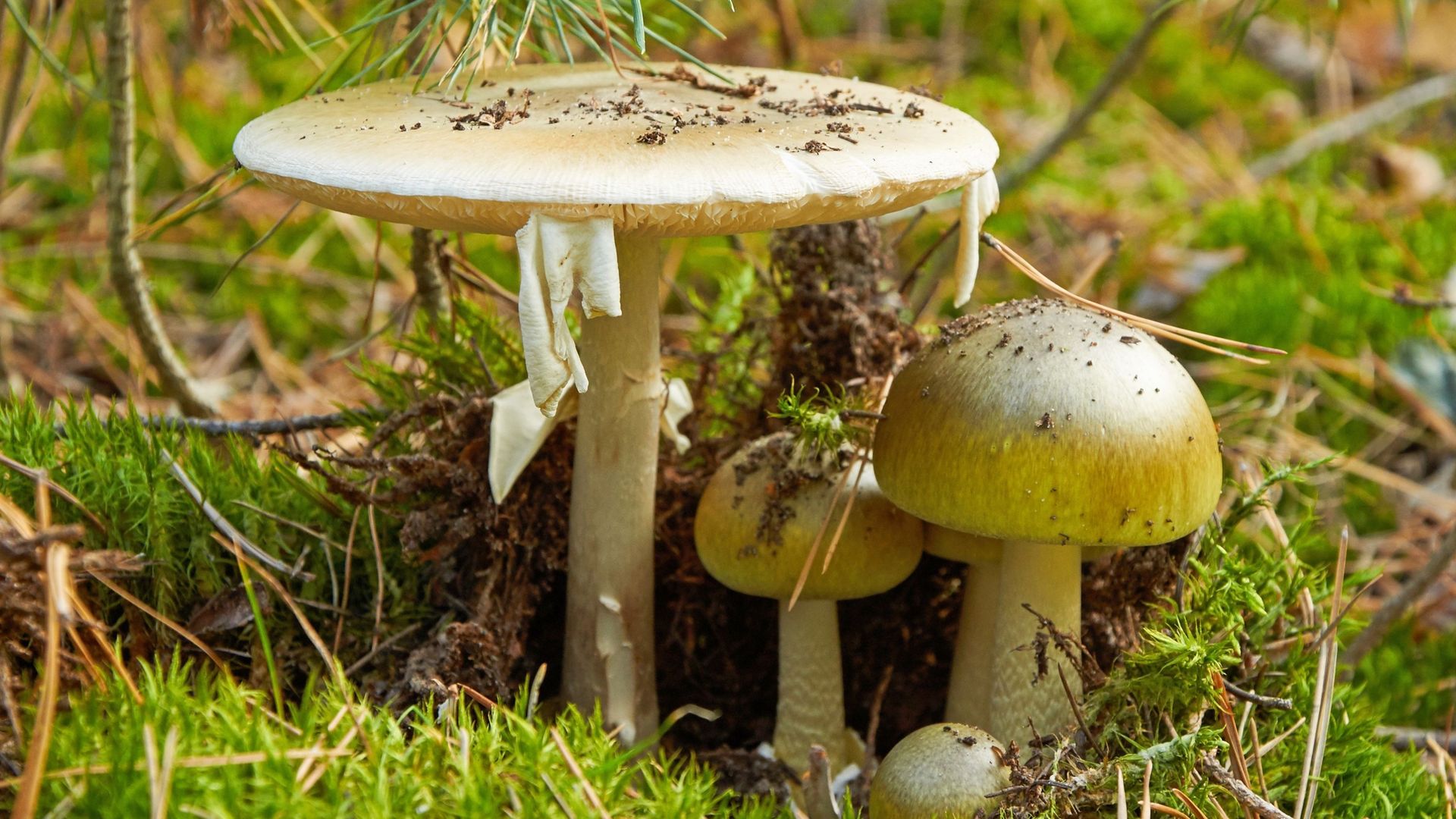 Un possible antidote à l'amanite phalloïde, le champignon le plus mortel au monde.