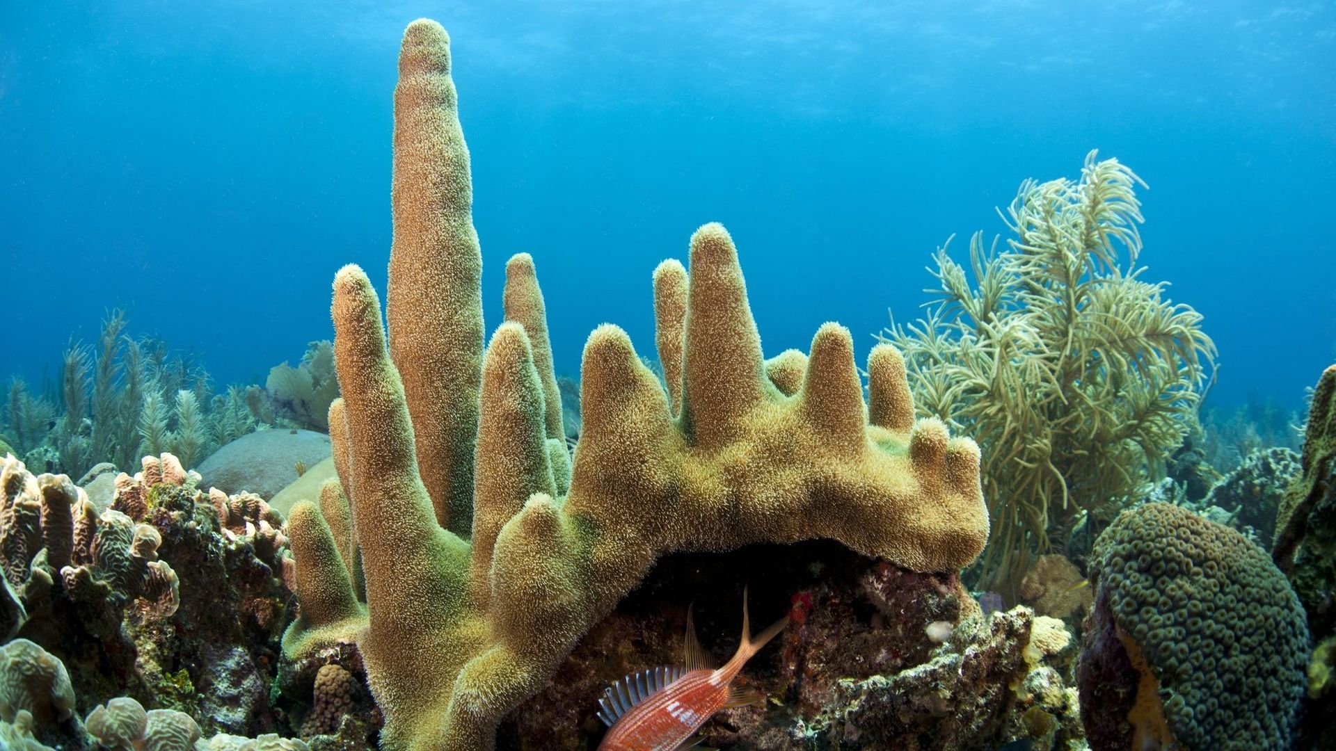 Corail cierge : en danger critique d'extinction.