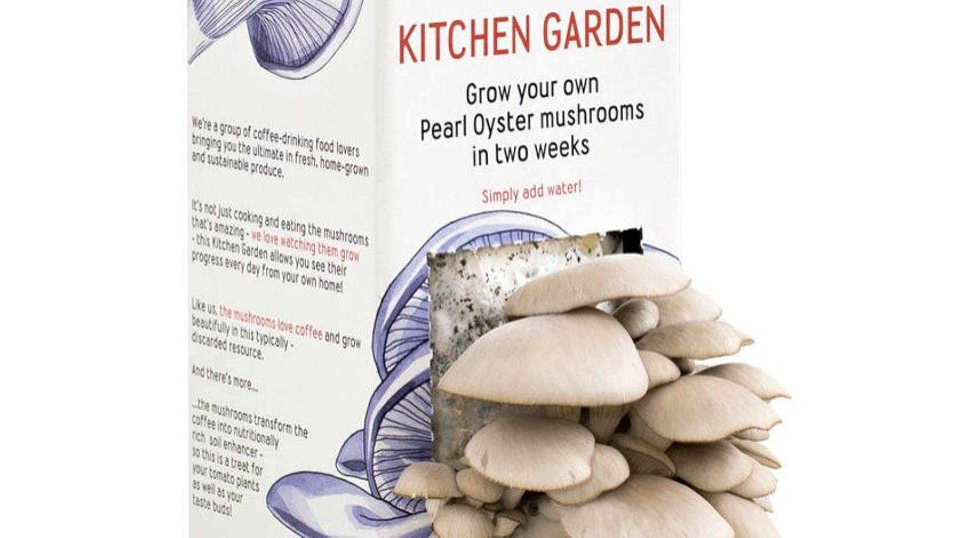 Le Flash tendance de Candice : Faire pousser ses champignons dans sa cuisine 