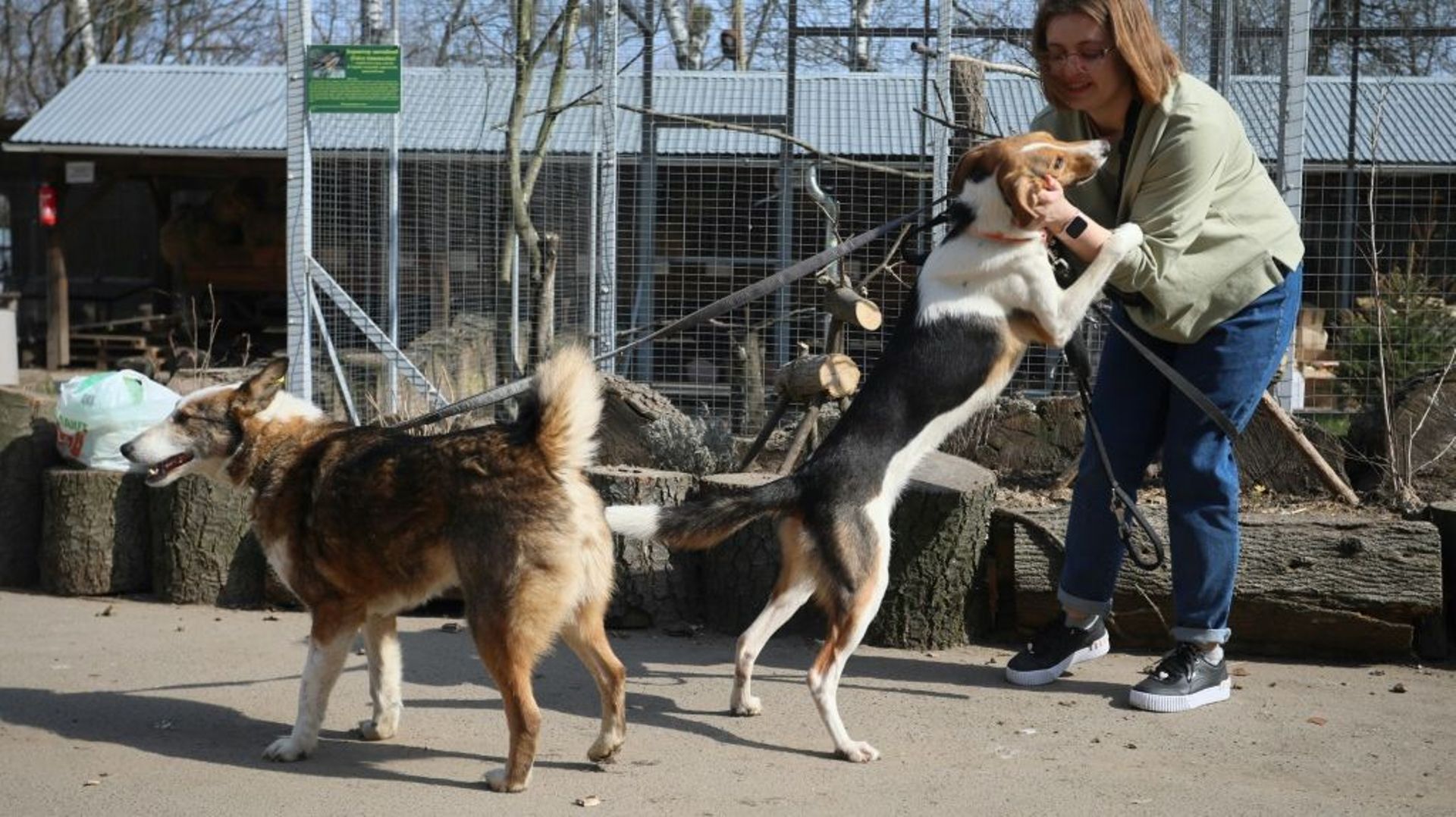 Une femme promène des chiens dans un refuge pour animaux de Lviv, le 26 mars 2022 en Ukraine