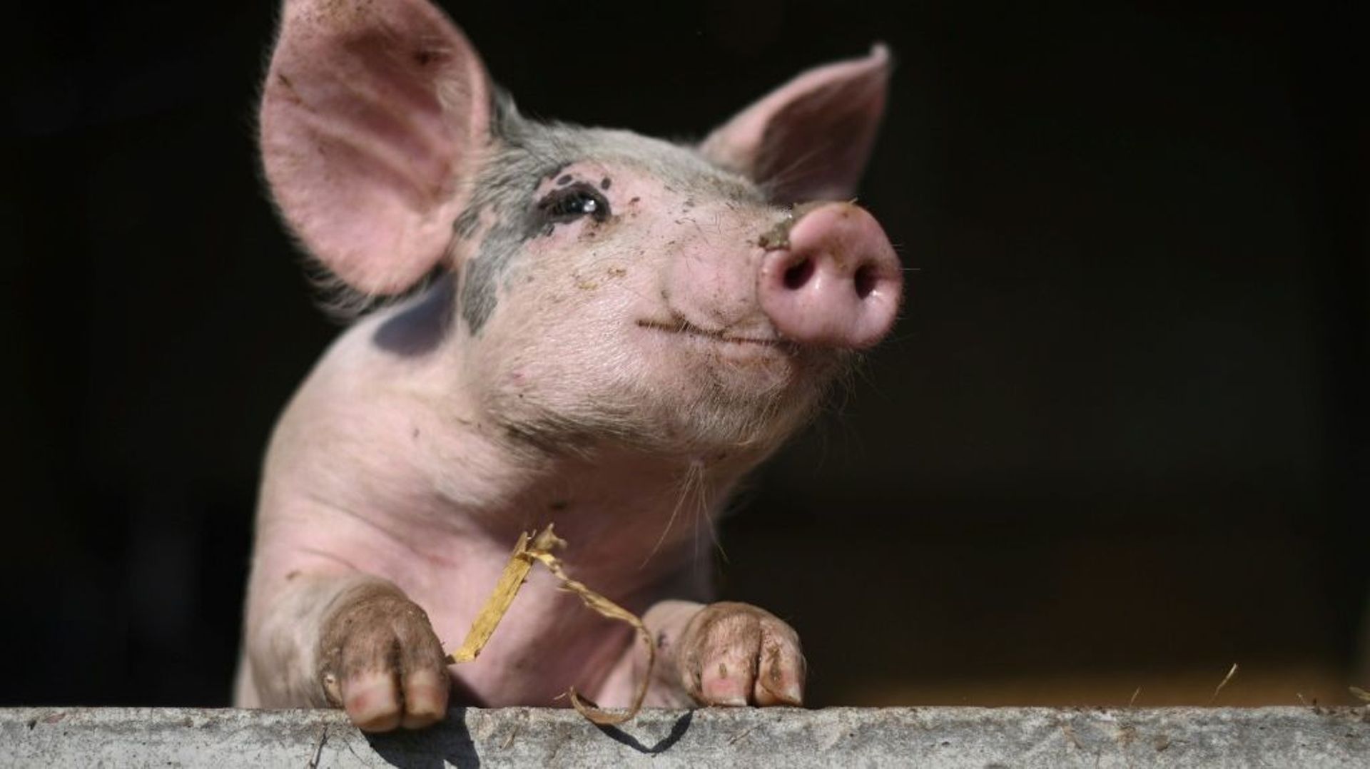 Des chercheurs européens ont mis au point un outil pour décoder les sentiments qu’expriment les cochons dans leurs divers grognements