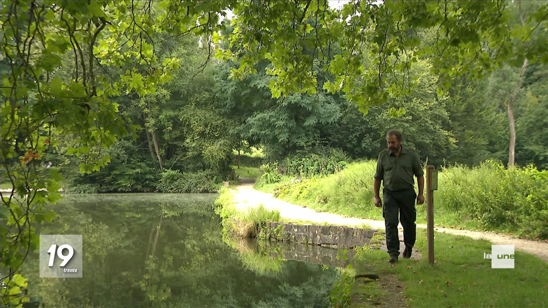 L'ail des ours de retour dans les forêts bruxelloises : la cueillette reste  interdite - BX1