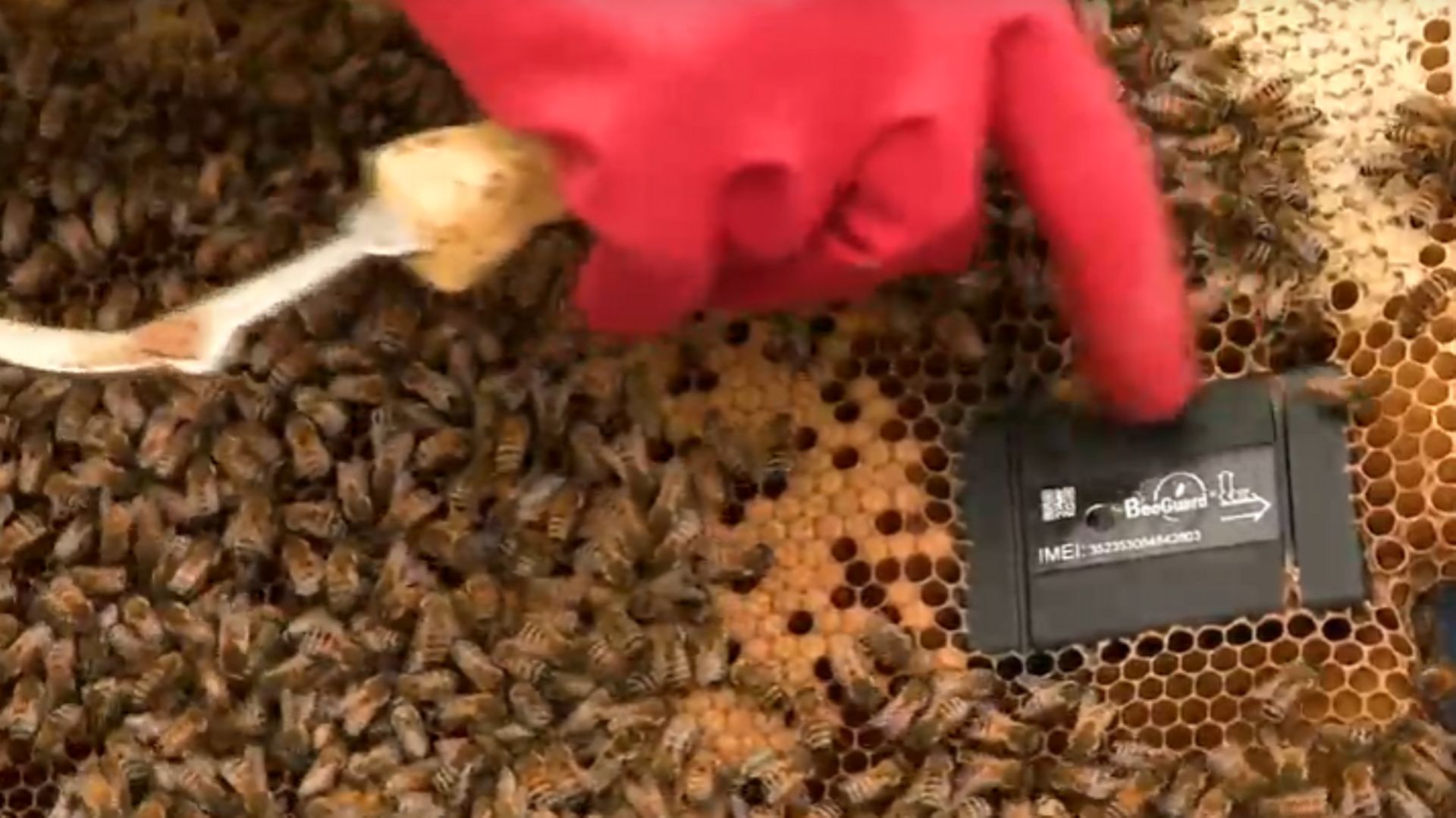 Sur chaque ruche est placé un petit boitier connecté.