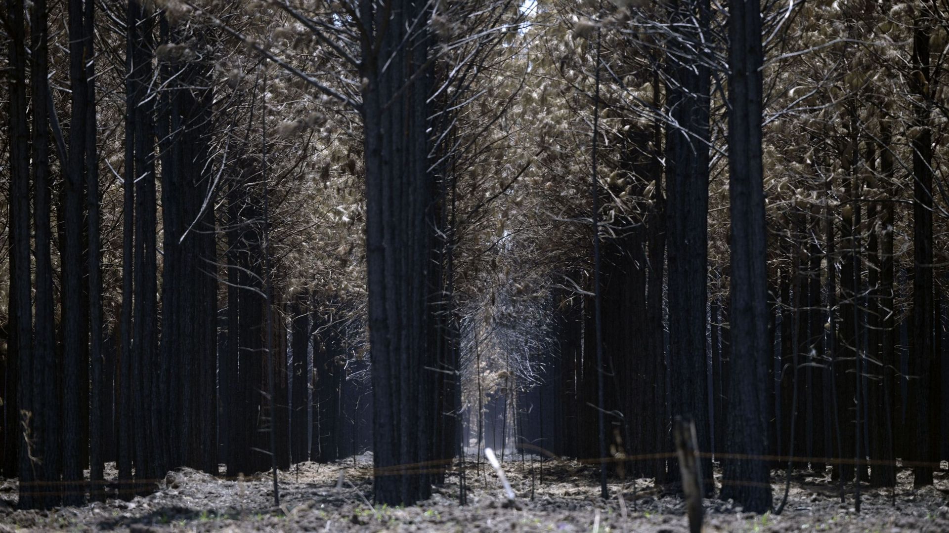 Plantation de pins brûlée par des incendies de forêt près de Puerto Valle, Argentine, le 24 février 2022