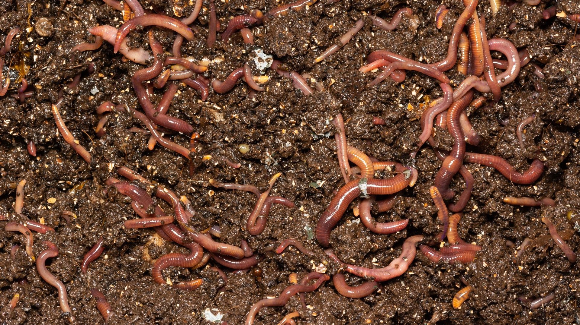 Les vers se reproduisent rapidement, un individu adulte produisant 1 œuf par jour. Ce processus qui compense dans la nature la prédation importante par les oiseaux constitue des populations permettant le partage. Le don de vers est largement pratiqué.