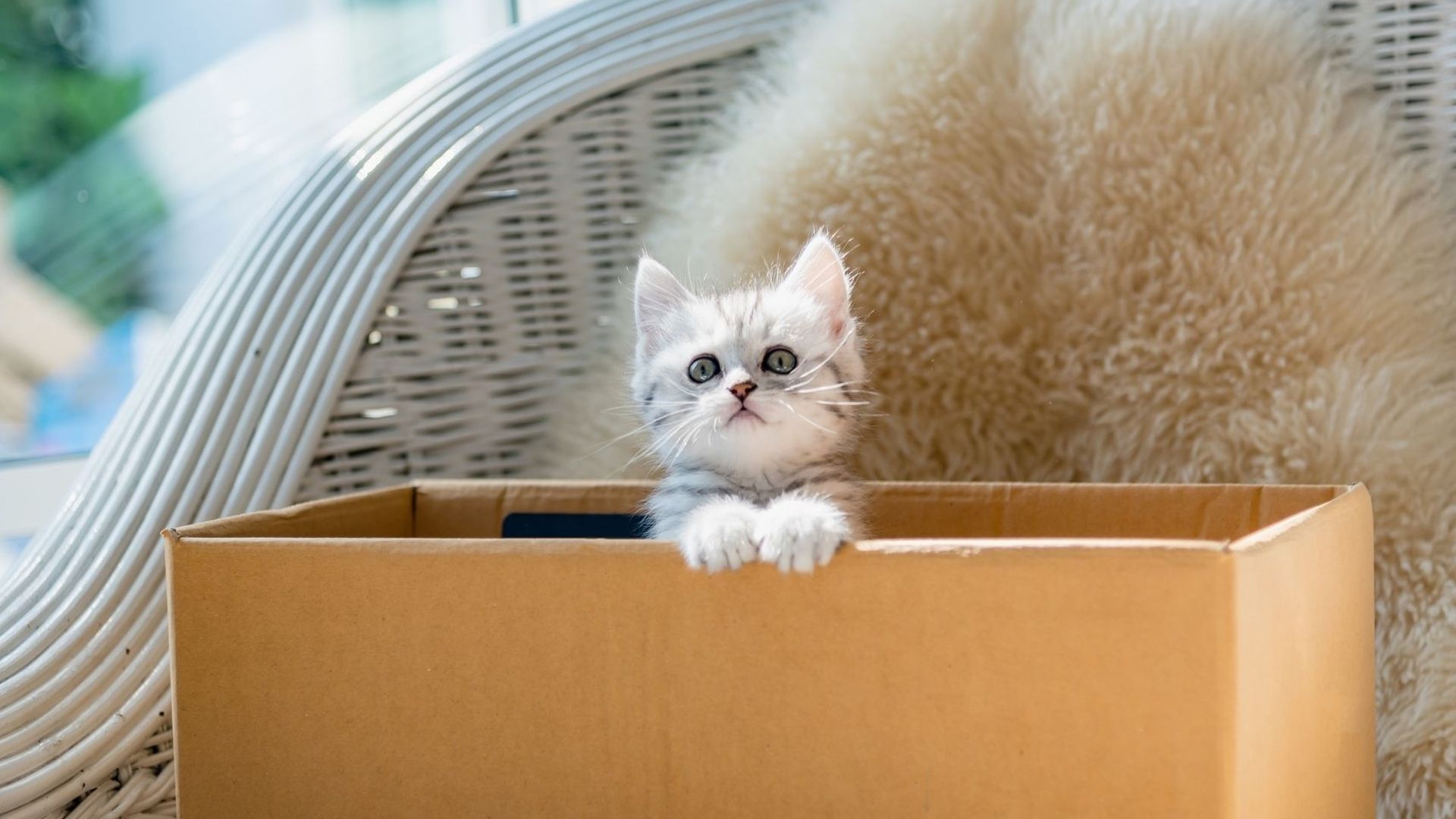 Les chats aiment tant s’asseoir dans des boîtes, qu’ils se font avoir par illusion d’optique