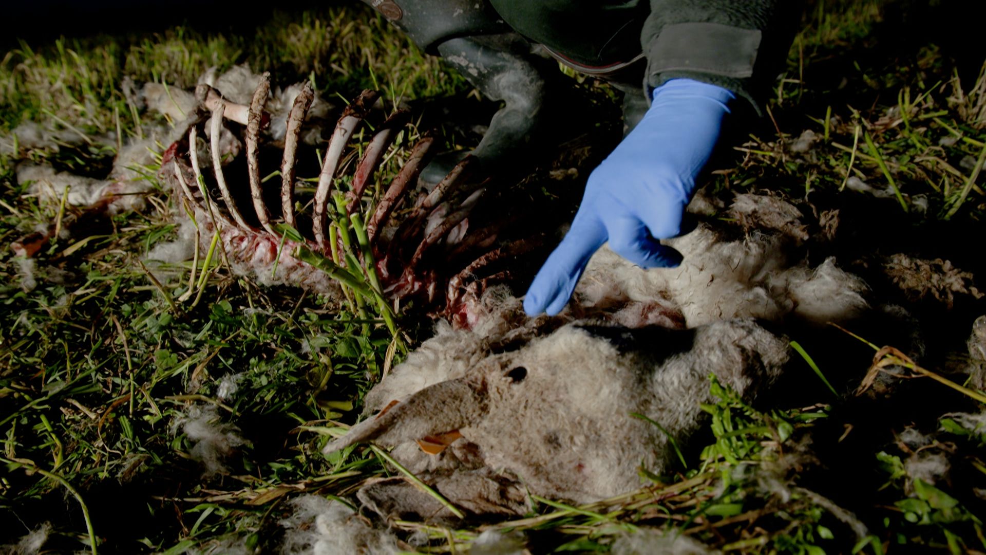 Un cadavre de mouton trouvé dans une prairie : a-t-il été tué par un loup ou par un chien errant ?