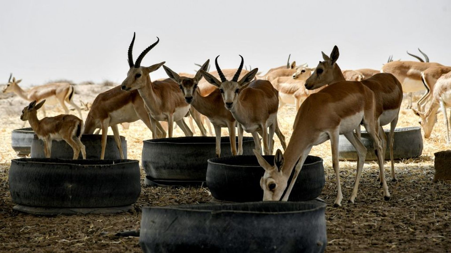 Des gazelles de Rhim viennent boire et manger du foin sous un abri en tôle, le 8 juin 2022 dans la réserve de Sawa, en Irak