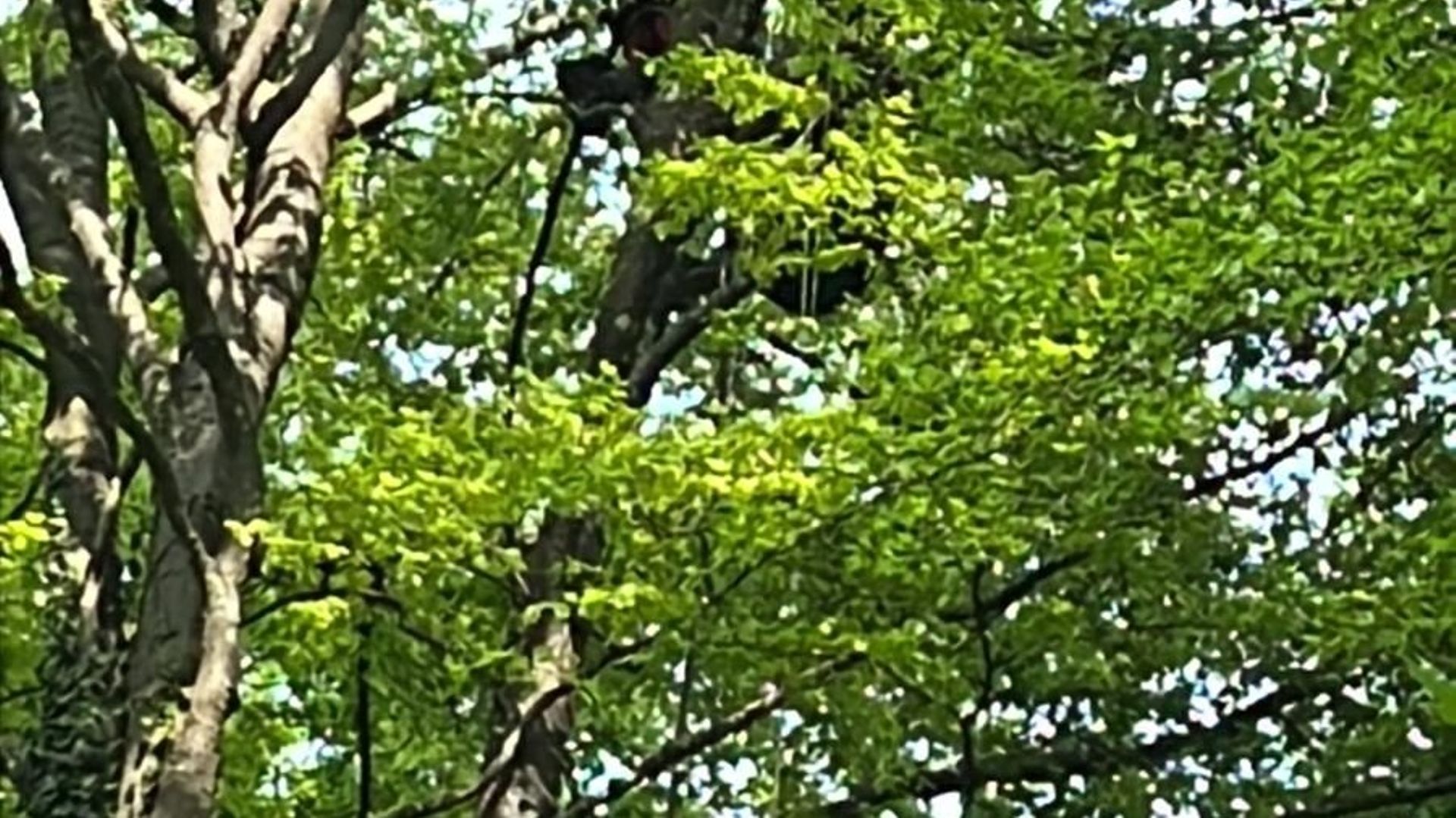 Un parapentiste est coincé dans les arbres, près de l'air d'envol du rond du roi, à Rochefort