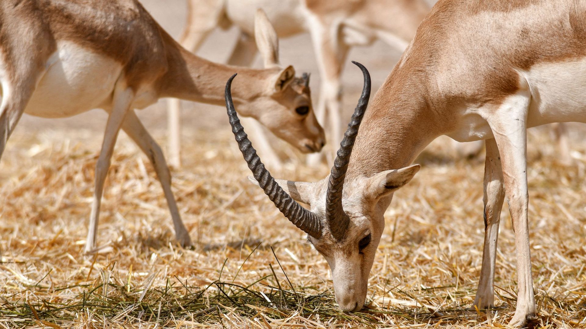 Des gazelles de rhim paissent dans la réserve faunique de Sawa, dans le désert de Samawa, dans la province d'Al-Muthanna, dans le sud de l'Irak, le 8 juin 2022.