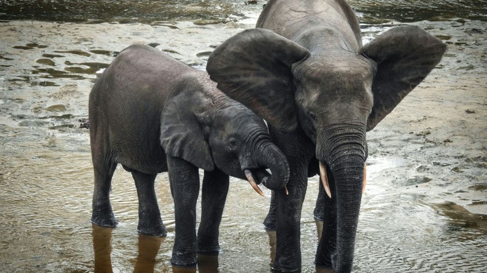 Un jeune éléphant de forêt et sa mère dans la réserve de Dzanga Sangha, en République centafricaine, le 11 avril 2019