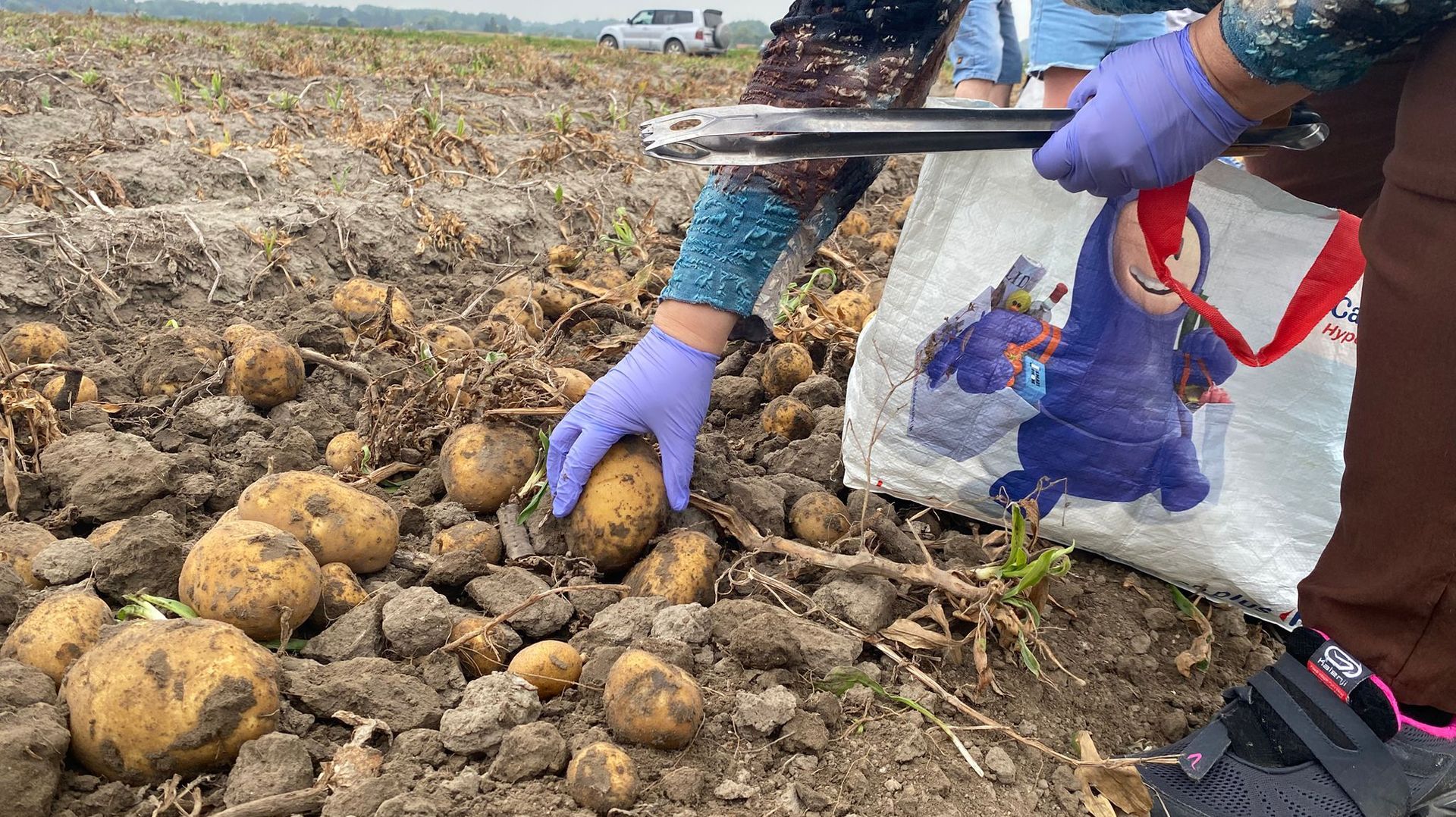 Gaurain-Ramecroix : un agriculteur organise une auto-cueillette pour écouler sa surproduction de pommes de terre – RTBF Actus