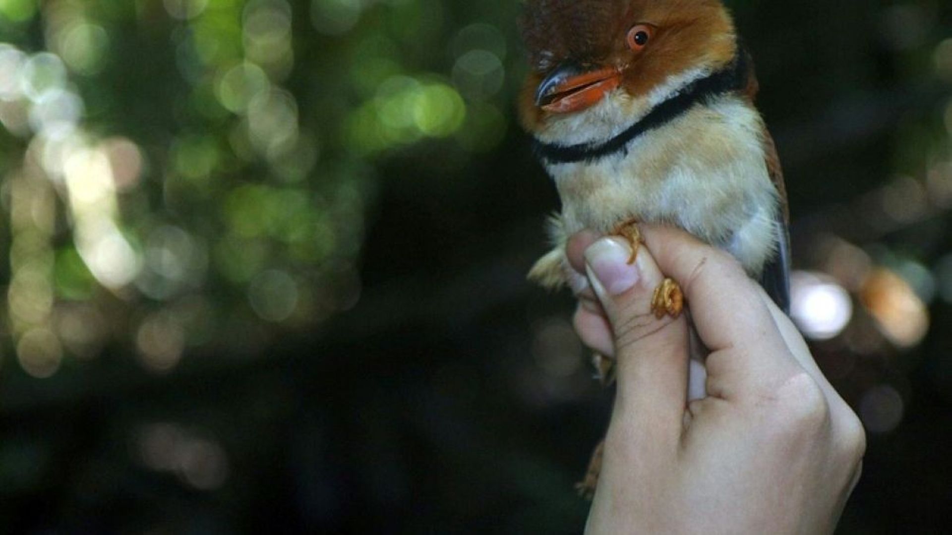 Un tamatia à collier, l'un des oiseaux étudiés par Vitek Jirinec, auteur d'une étude montrant que des oiseaux d'Amazonie ont perdu en taille depuis une quarantaine d'années