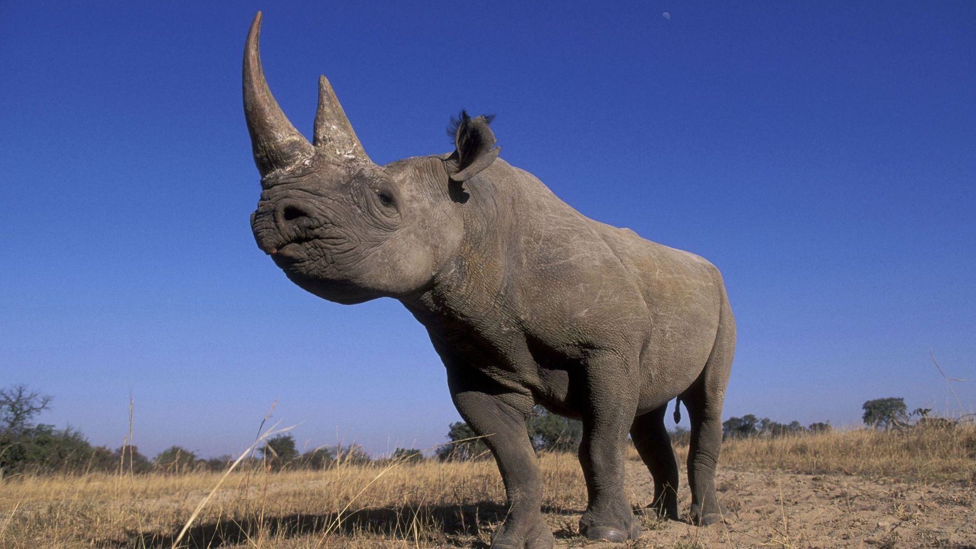 Bilan mitigé pour la conservation des rhinocéros, selon l'UICN.