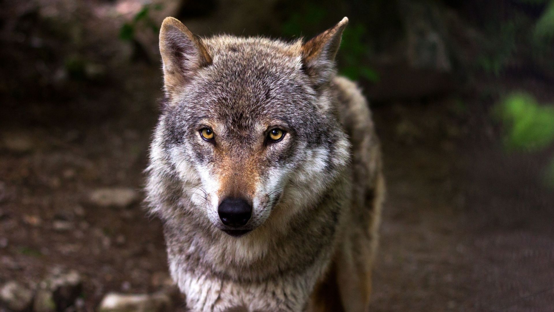 Le loup bientôt moins protégé en Europe ?