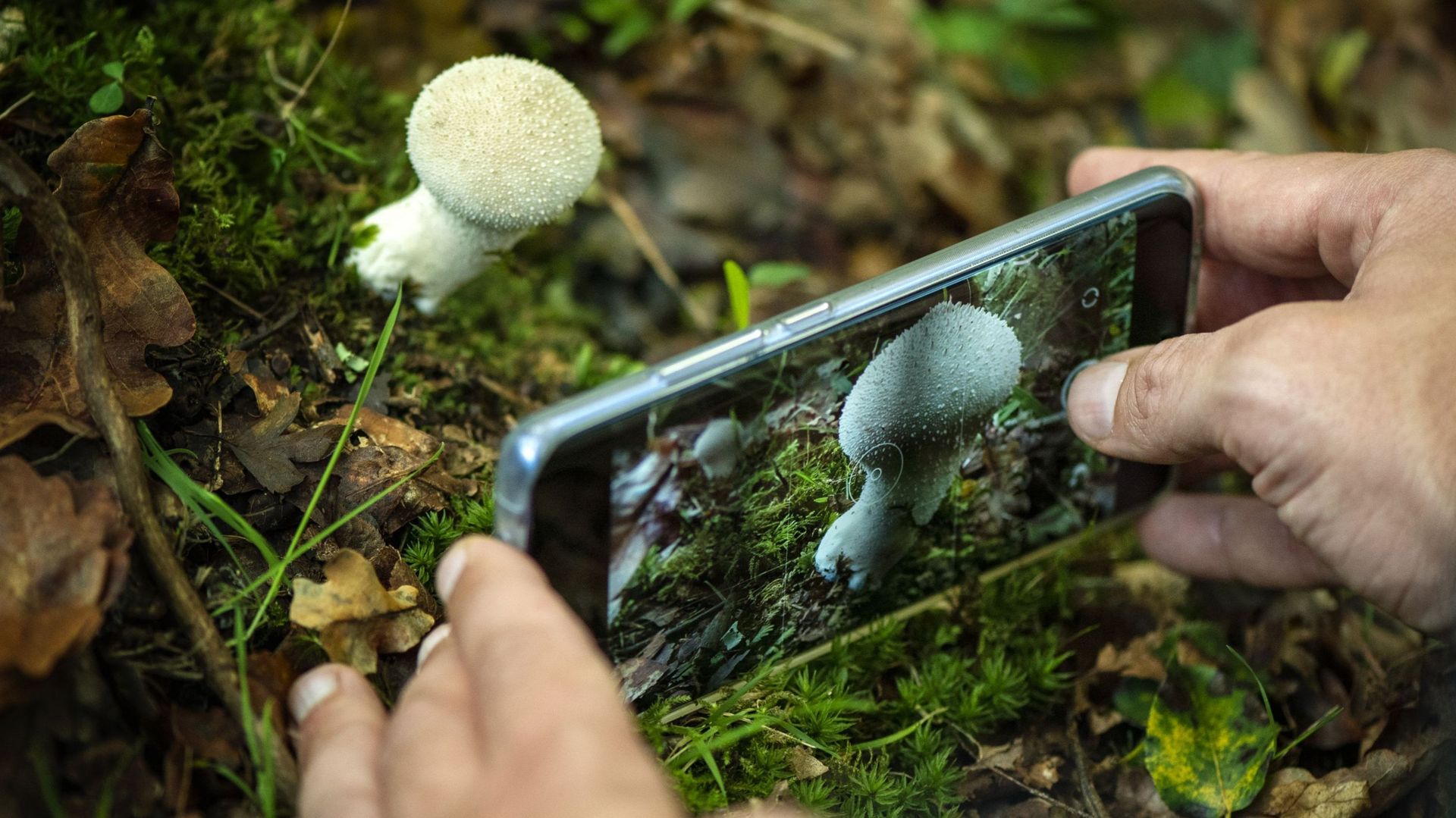 Une récolte de champignons digitale