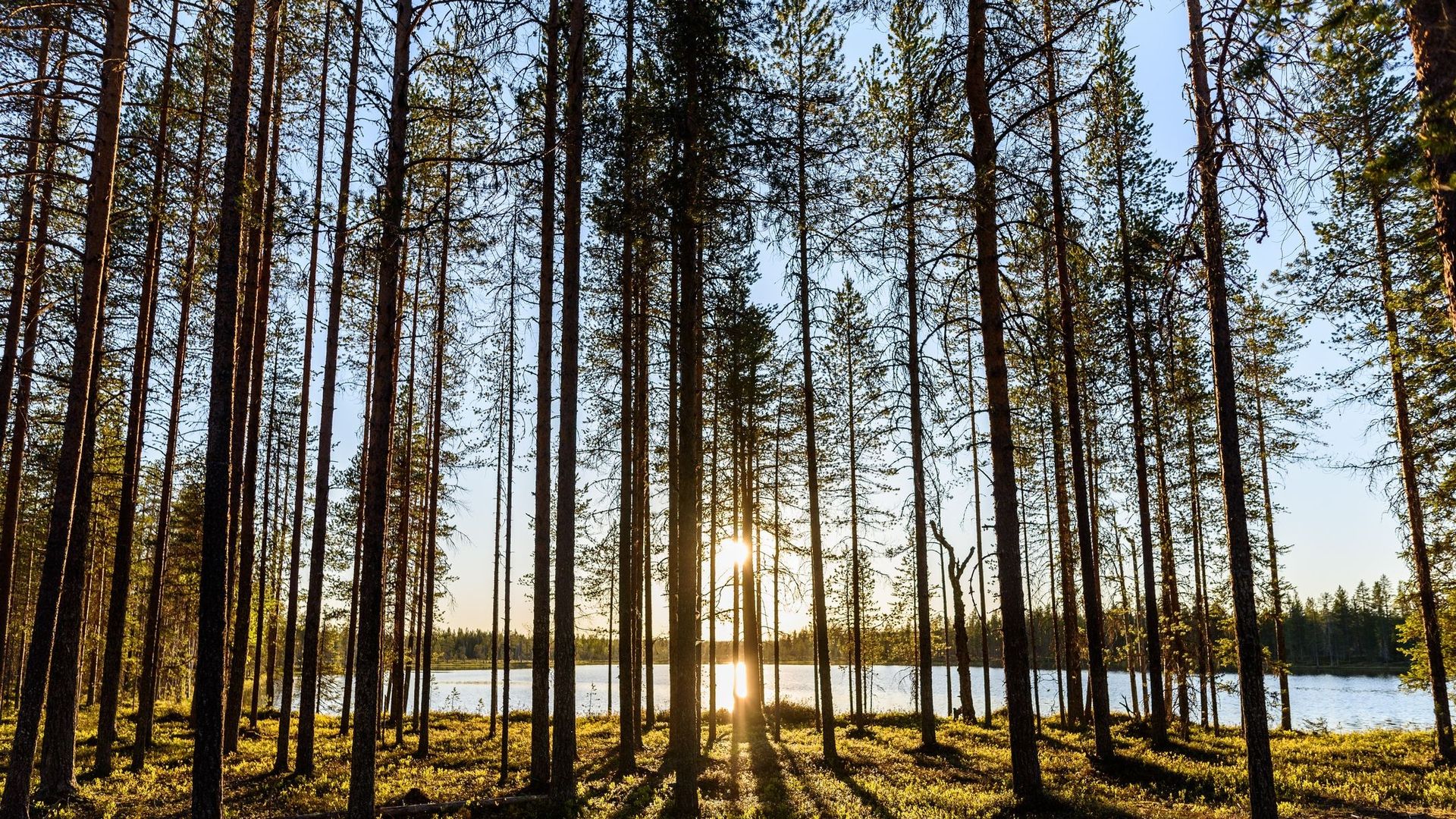 Les forêts du "Grand Nord" sont, elles aussi, menacées par le changement climatique.